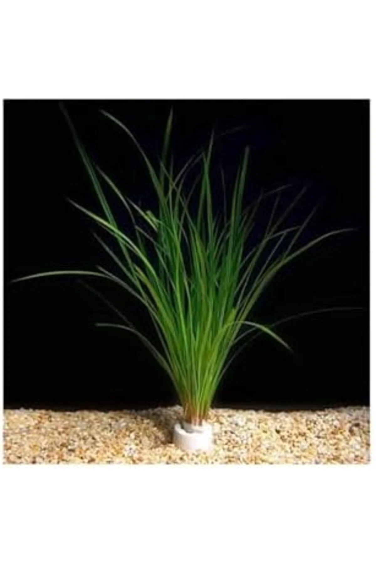 YAKE STORE Cyperus Juncus Saksı Canlı Bitki YAKE STORE 2940