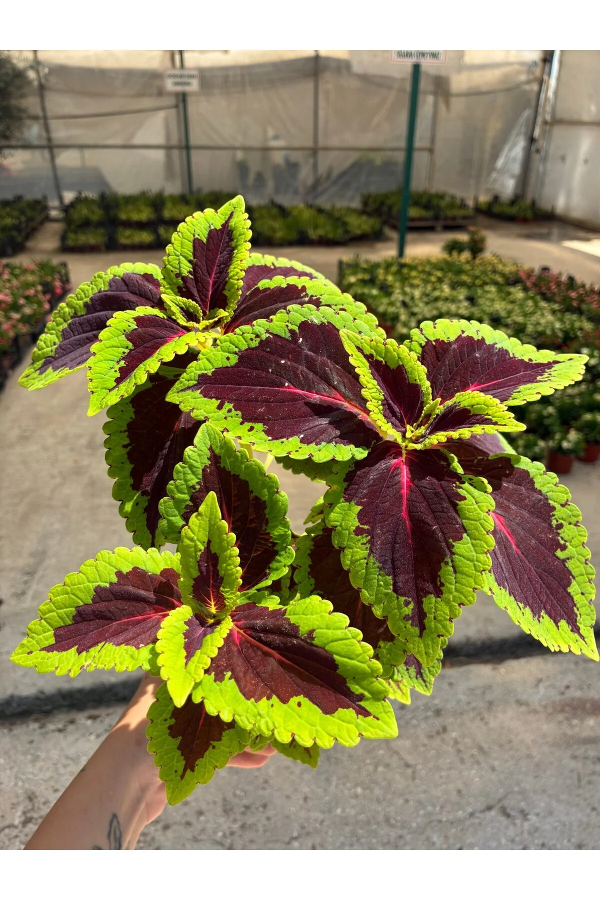 Yakut Çerçeve Yaprak Güzeli (Coleus blumei) Yakut Çerçeve Yaprak Güzeli (Coleus blumei) - Görsel 2