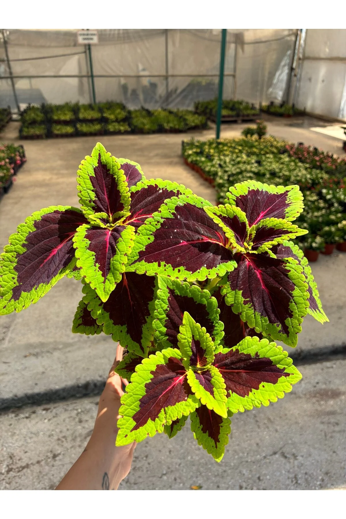 Yakut Çerçeve Yaprak Güzeli (Coleus blumei) Yakut Çerçeve Yaprak Güzeli (Coleus blumei)
