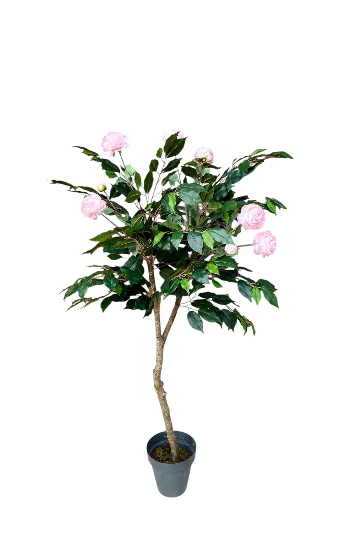 Yapay Ağaç Kamelya 130 Cm Boyunda Dekoratif Modern İç Mekan Bitki