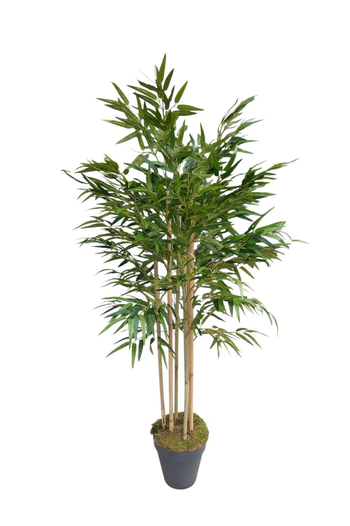 YAPAY BAMBU 6 GÖVDELİ LÜKS YAPRAKLI 160 CM BOYUNDA DEKORATİF MODE
