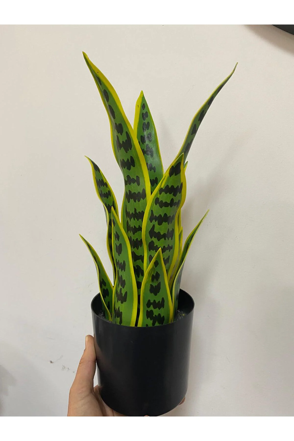 Yapay Saksılı Sansevıera Çiçeği 39 cm Yapay Saksılı Sansevıera Çiçeği 39 cm - Görsel 5