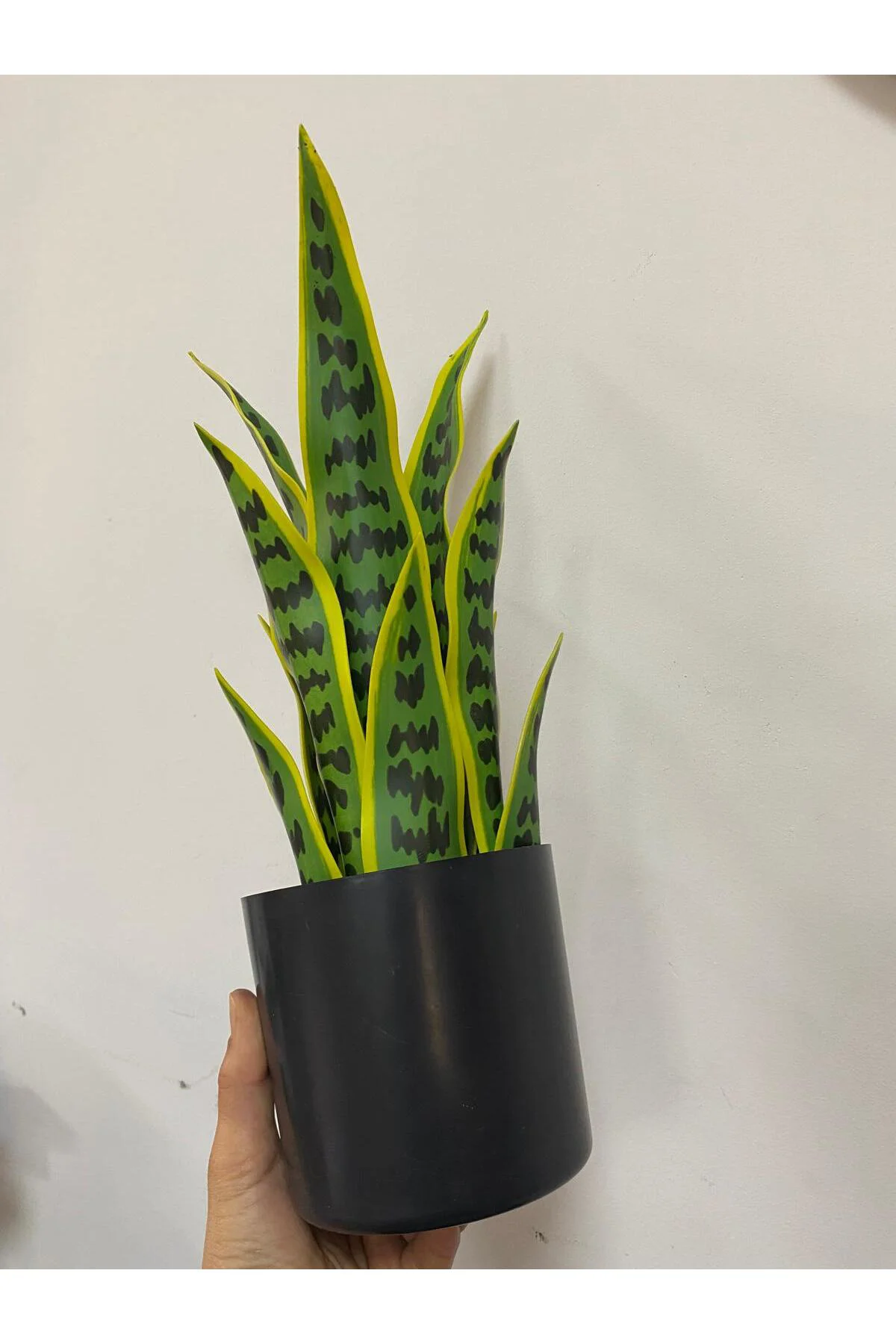 Yapay Saksılı Sansevıera Çiçeği 39 cm Yapay Saksılı Sansevıera Çiçeği 39 cm - Görsel 4