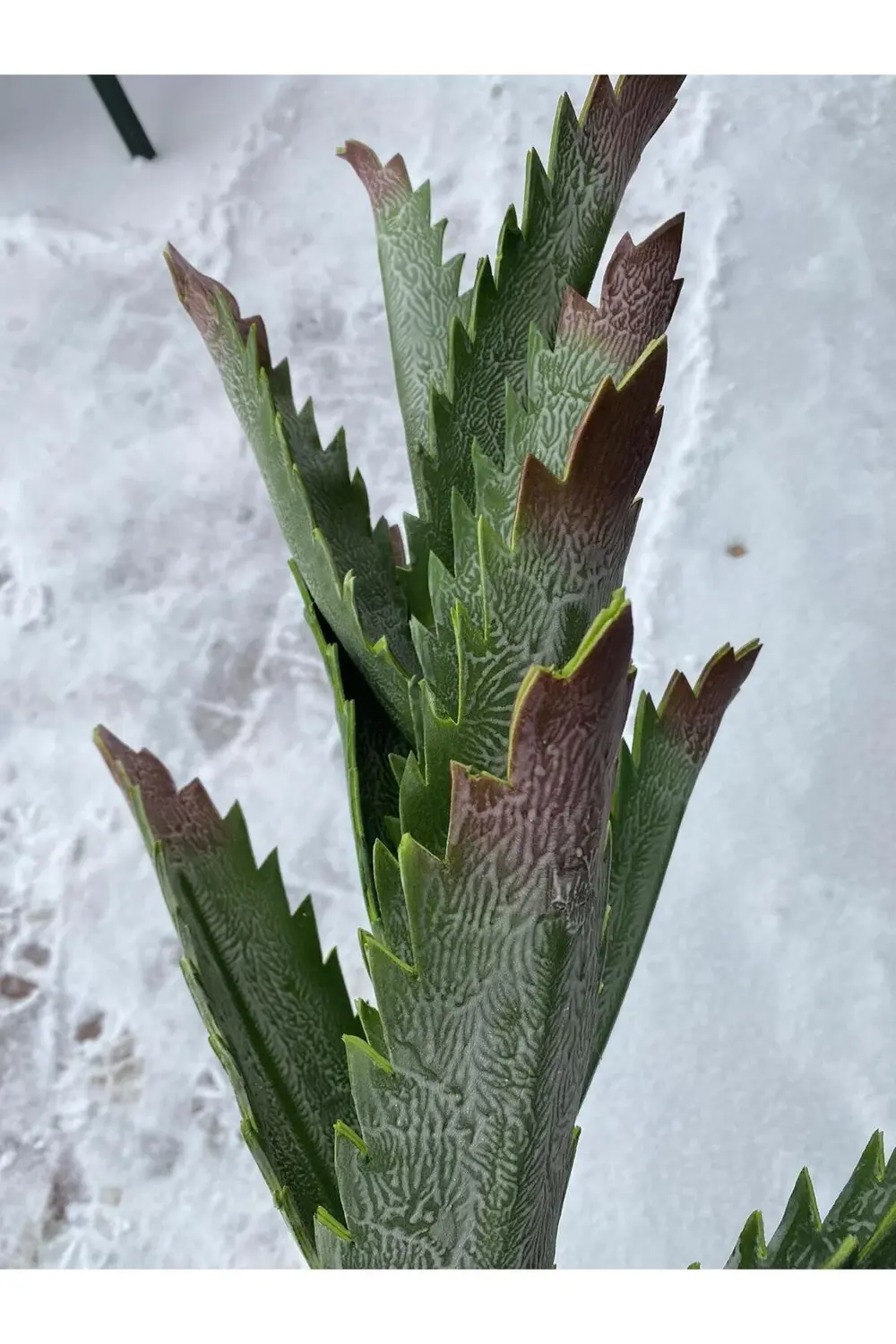 Yapay Sukulent Botonik Dal 123cm