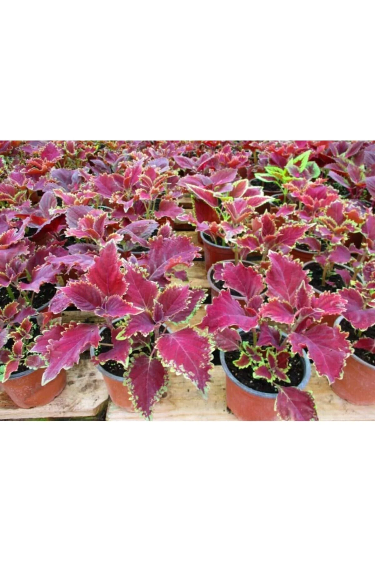 Yaprak Güzeli – Kolyos Çiçeği Gübresi, 1 Adet - Görsel 4