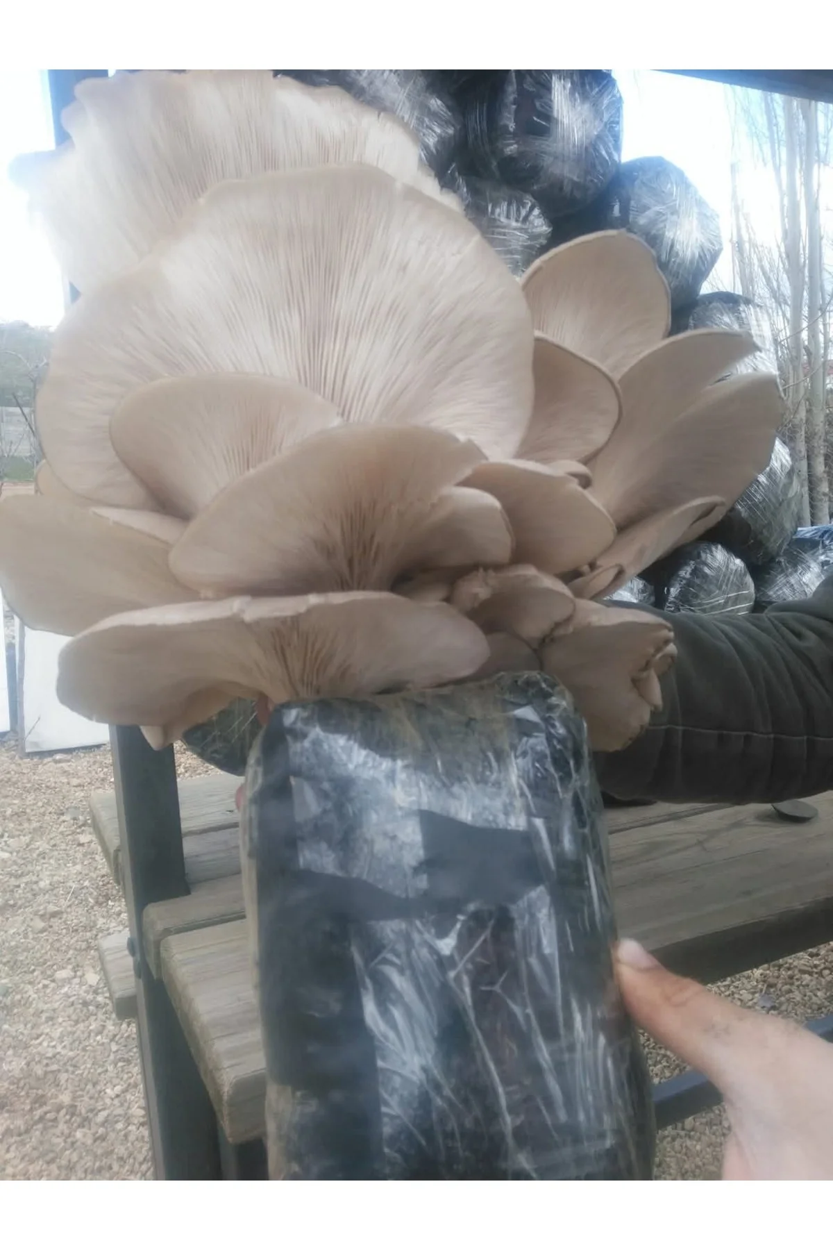 Yaprak Mantarı Deneme Kiti