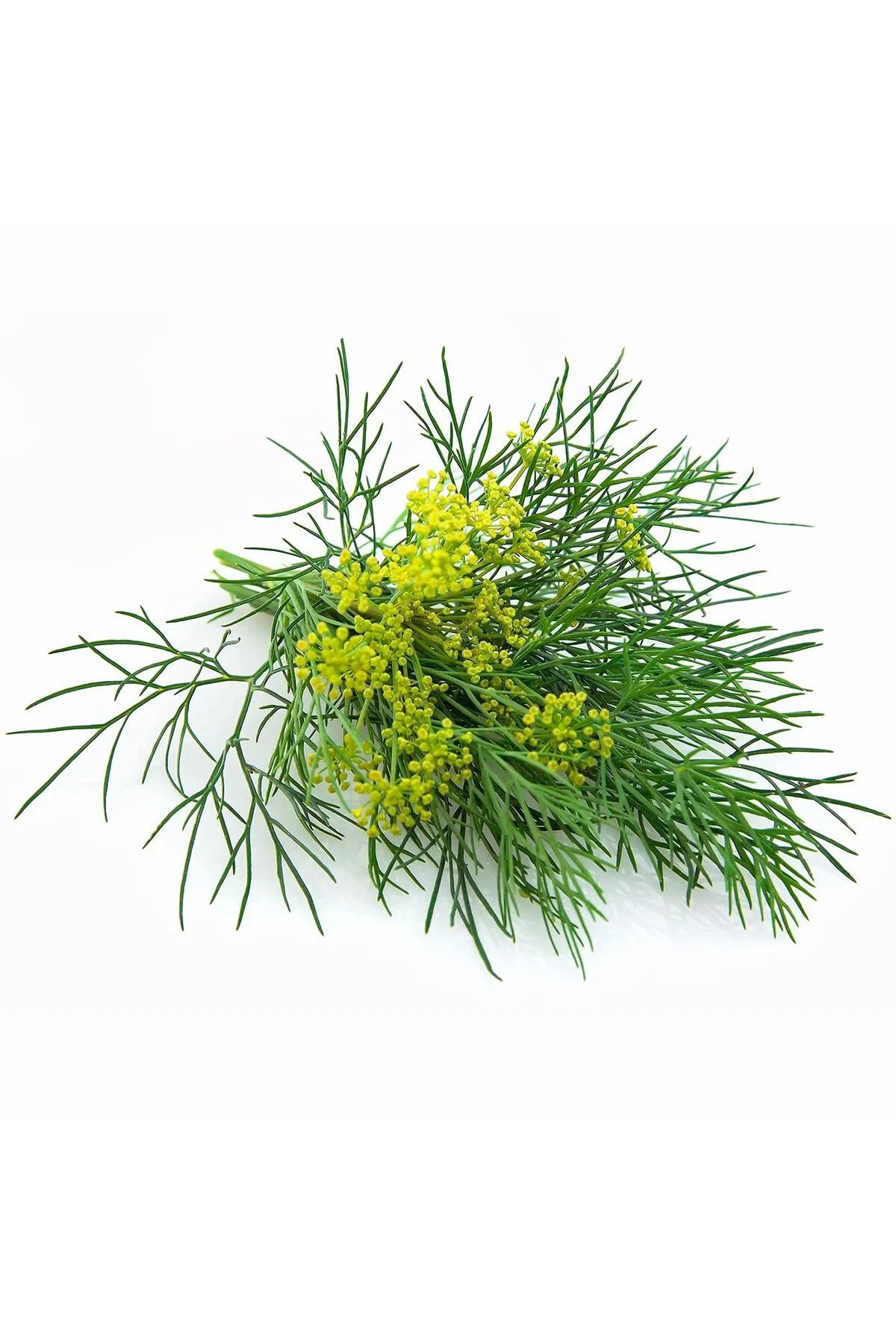 Yaprak rezene tohumu grosfruchtiger leaf fennel Fiyatı, Yorumları ve Özellikleri