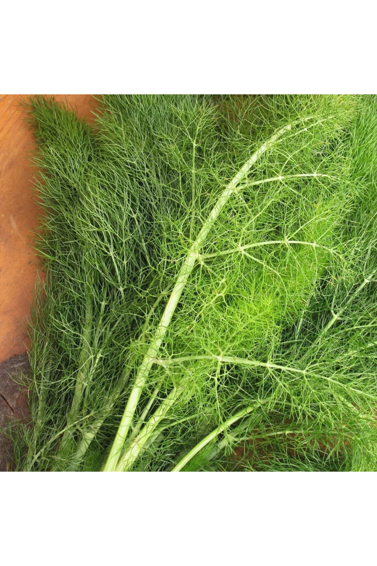 Yaprak rezene tohumu grosfruchtiger leaf fennel Fiyatı, Yorumları ve Özellikleri