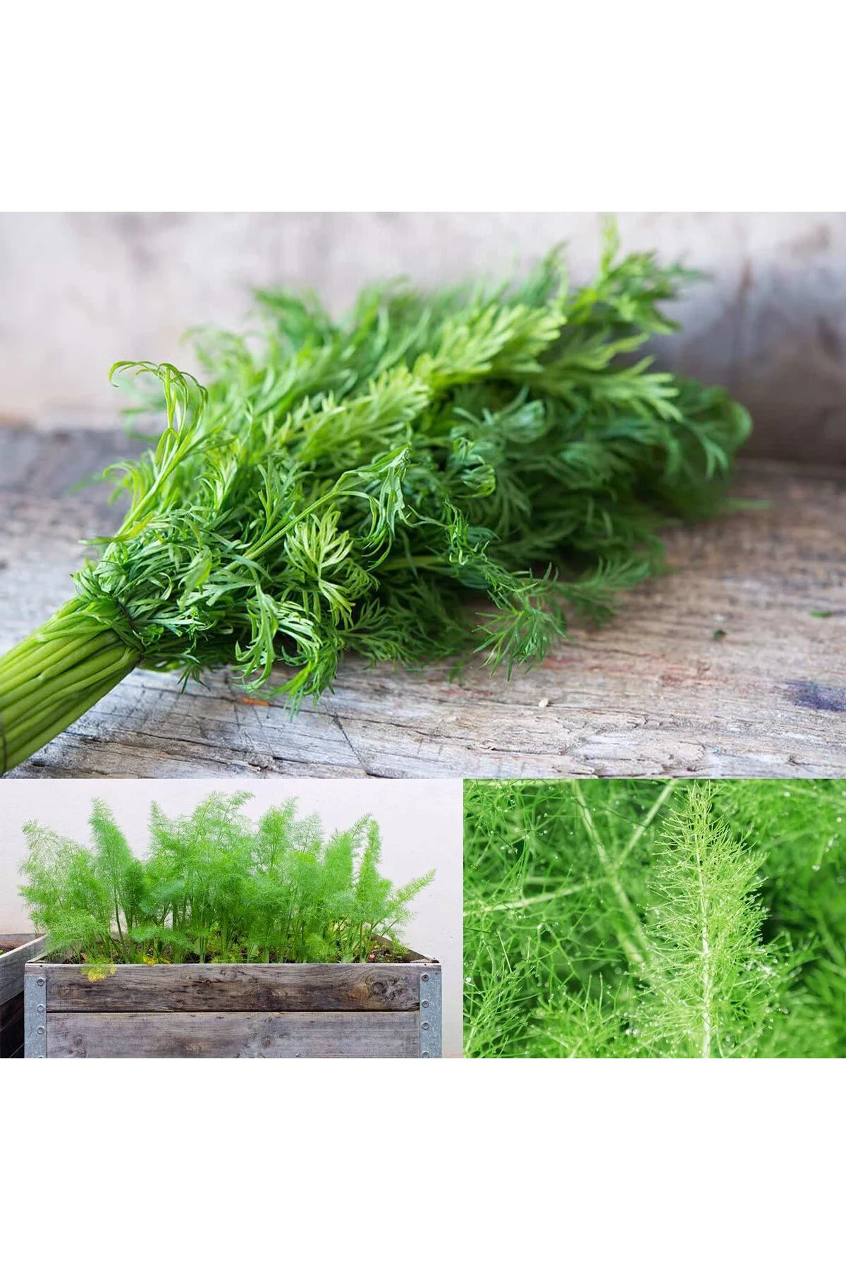 Yaprak rezene tohumu grosfruchtiger leaf fennel Fiyatı, Yorumları ve Özellikleri