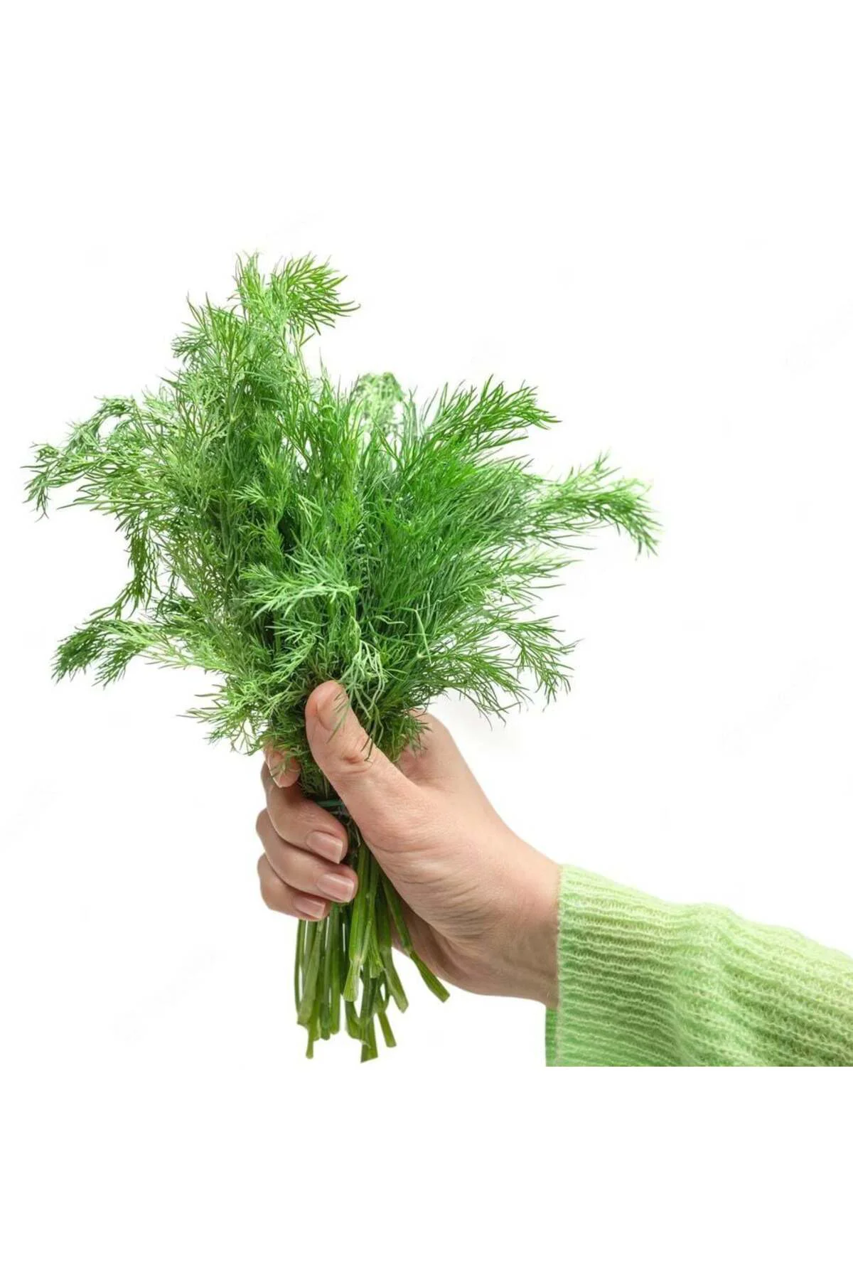 Yaprak rezene tohumu grosfruchtiger leaf fennel Fiyatı, Yorumları ve Özellikleri