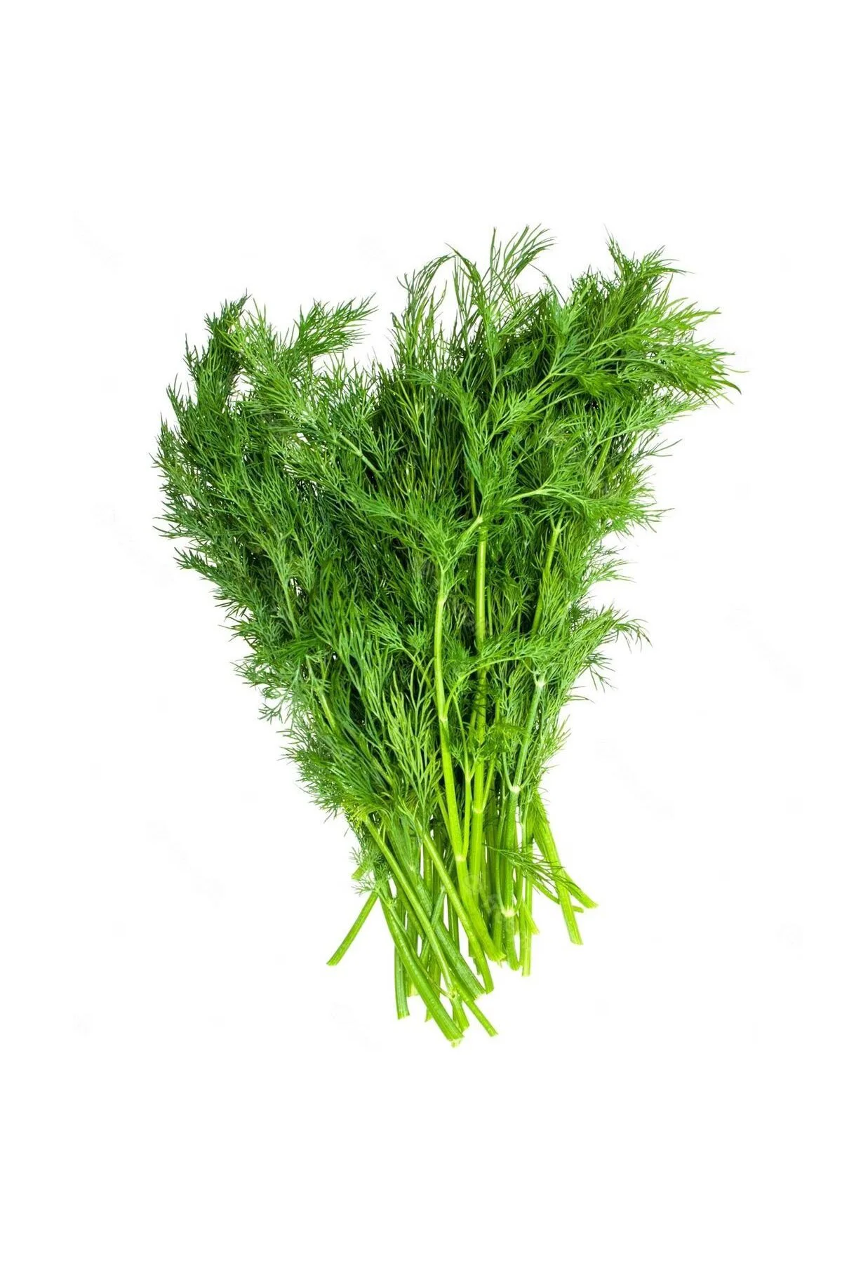 Yaprak rezene tohumu grosfruchtiger leaf fennel Fiyatı, Yorumları ve Özellikleri