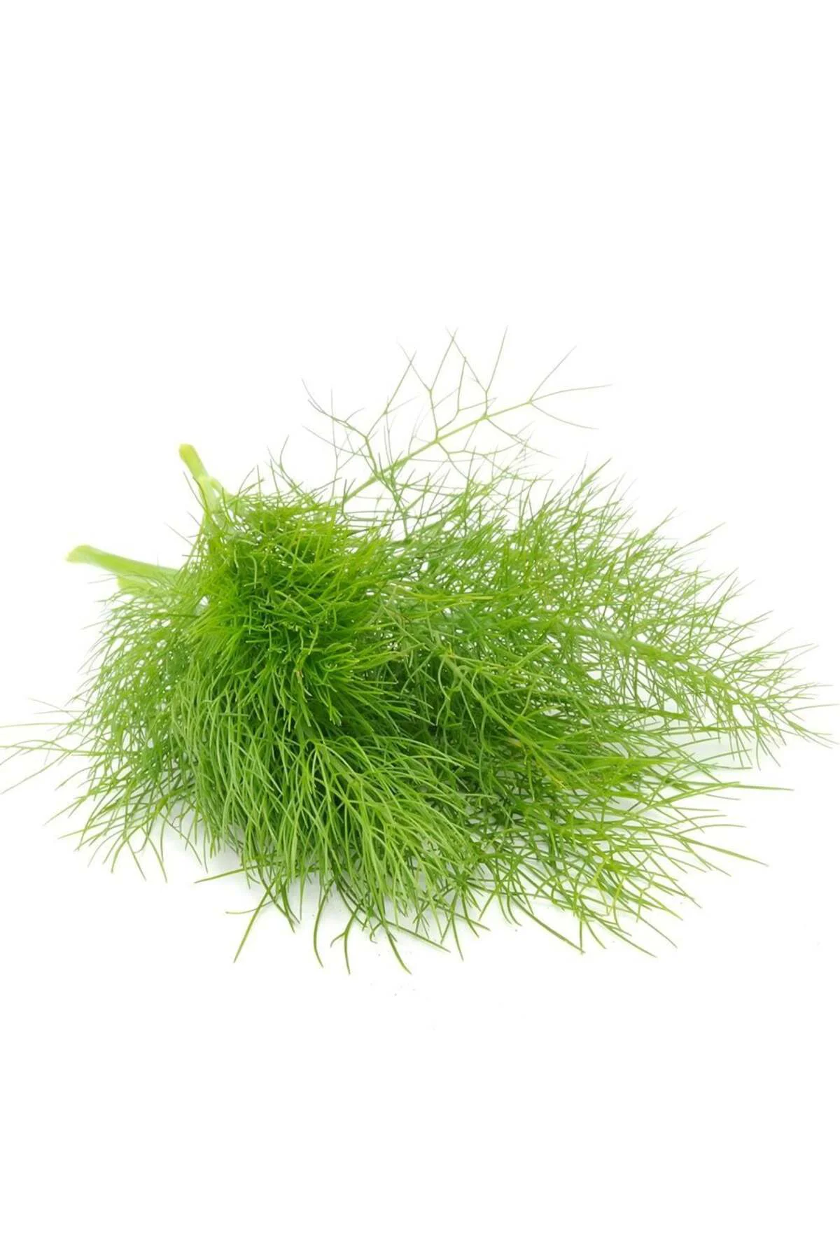 Yaprak rezene tohumu grosfruchtiger leaf fennel Fiyatı, Yorumları ve Özellikleri
