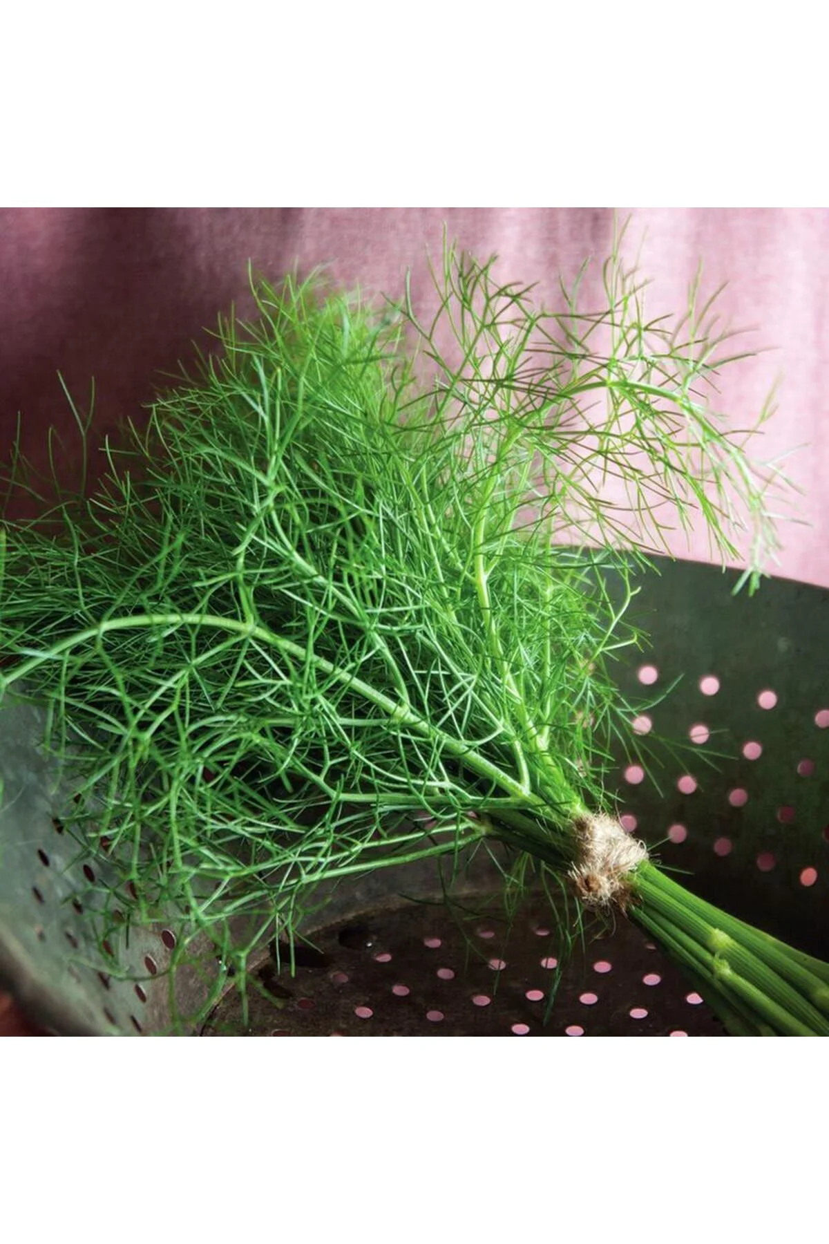 Yaprak rezene tohumu grosfruchtiger leaf fennel Fiyatı, Yorumları ve Özellikleri