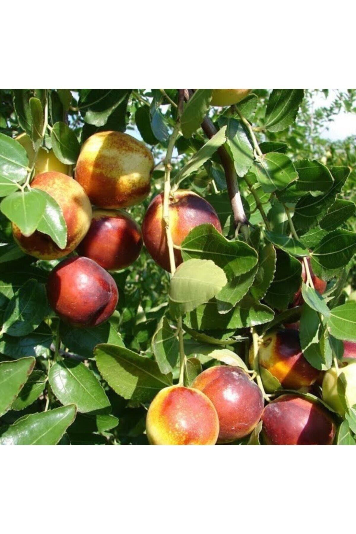 Yaş Ufak Meyveli Hünnap Fidanı