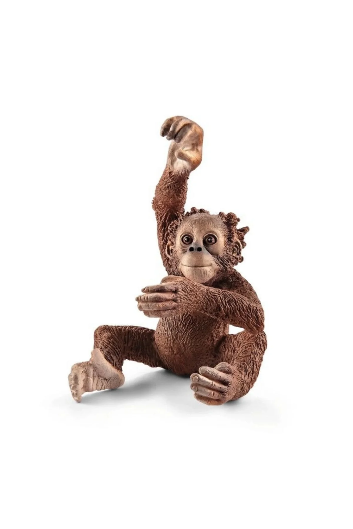 Yavru Orangutan