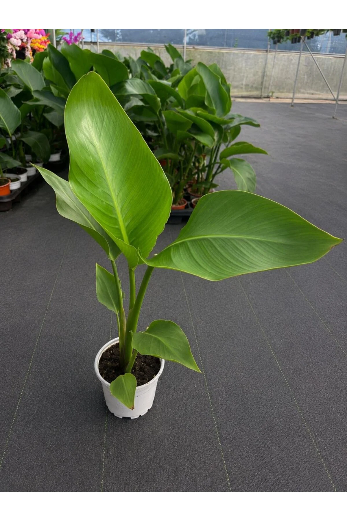 Yavru Starliçe Cennet Kuşu Strelitzia Canlı Salon Bitkisi