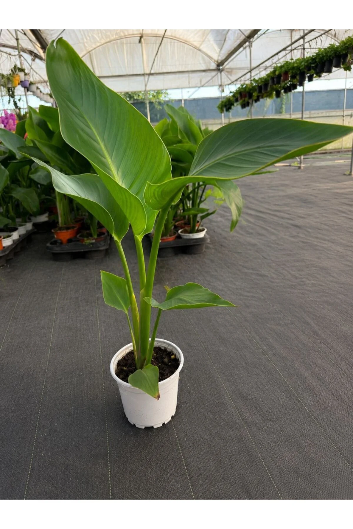 Yavru Starliçe Cennet Kuşu Strelitzia Canlı Salon Bitkisi