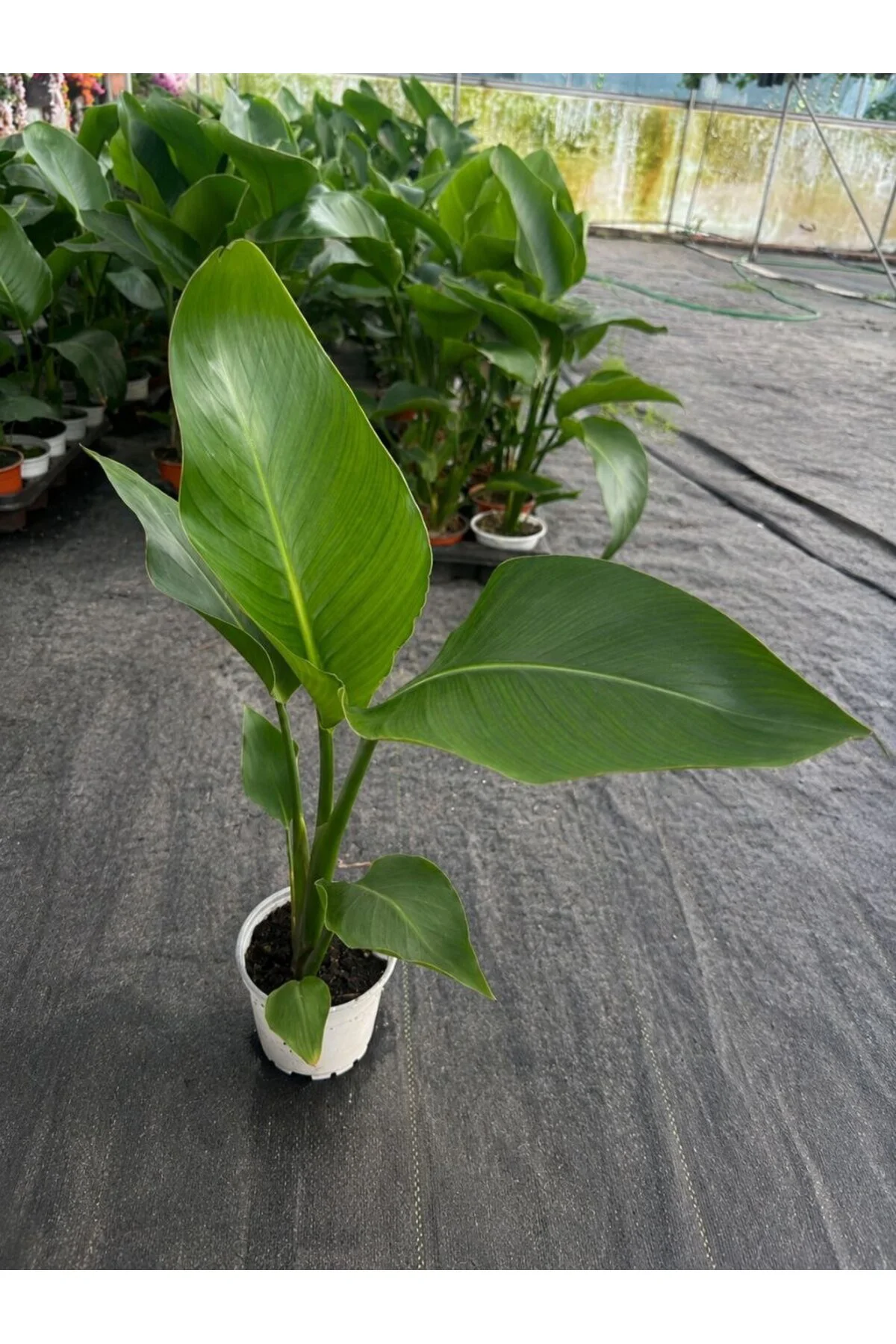 Yavru Starliçe Cennet Kuşu Strelitzia Canlı Salon Bitkisi