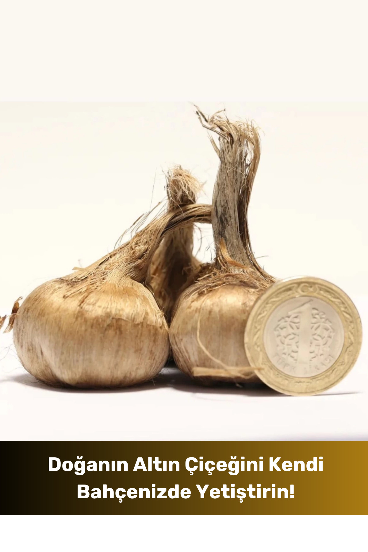 Fernanda Yeni Sezon Yerli Üretim Dikime Hazır Büyük Boy 1. Kalite Safranbo