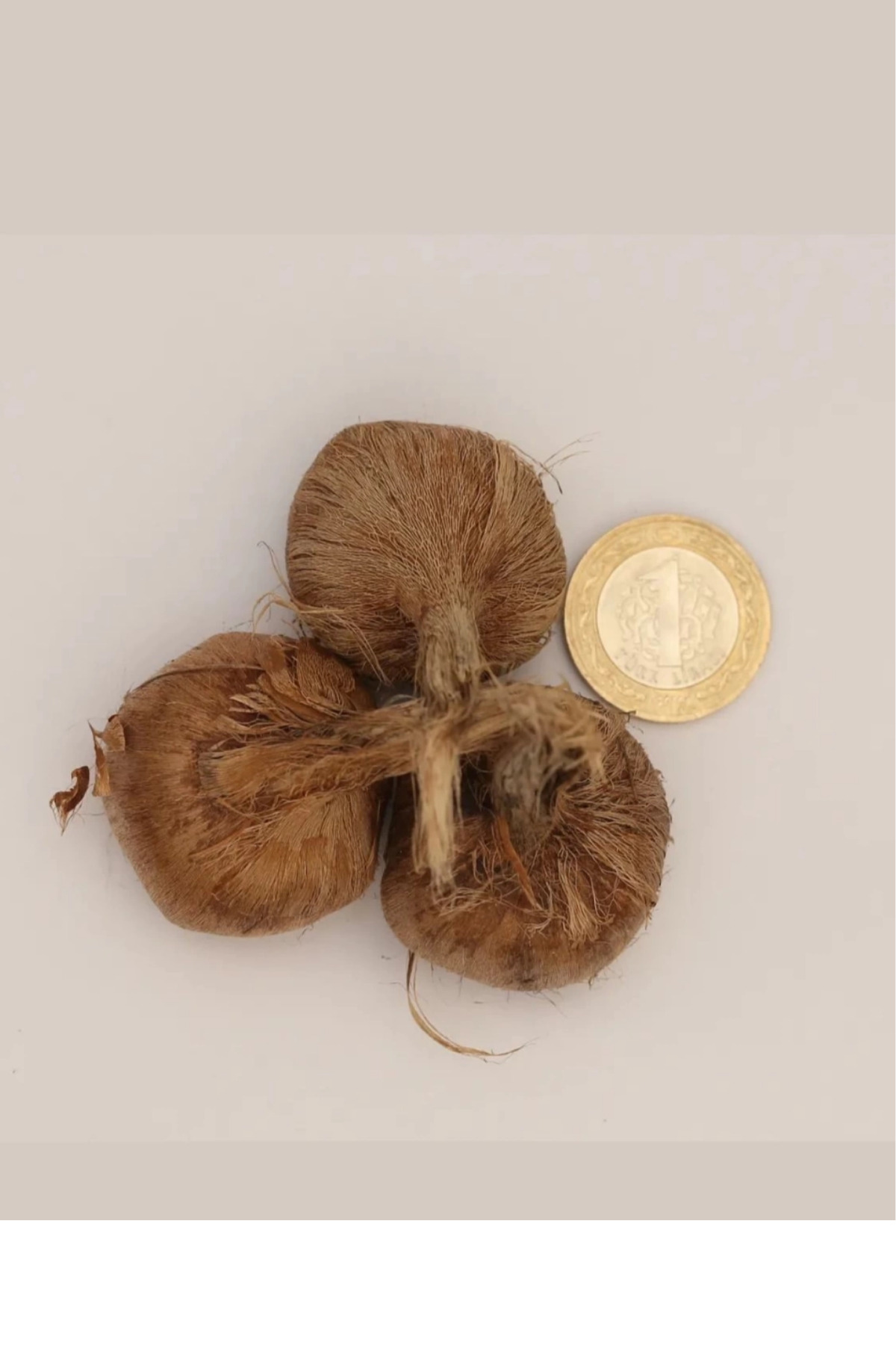 Fernanda Yeni Sezon Yerli Üretim Dikime Hazır Büyük Boy 1. Kalite Safranbo