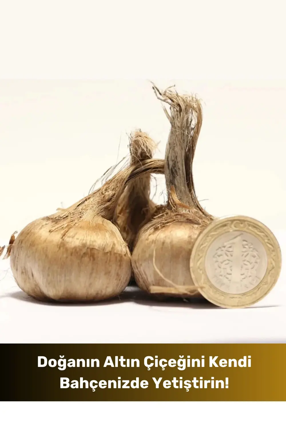 Yeni Sezon Yerli Üretim Dikime Hazır Büyük Boy 1. Kalite Safranbo