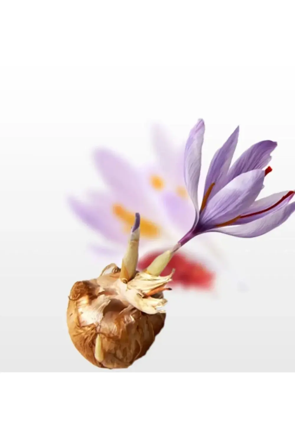 Yeni Sezon Yerli Üretim Dikime Hazır Büyük Boy 1. Kalite Safranbo