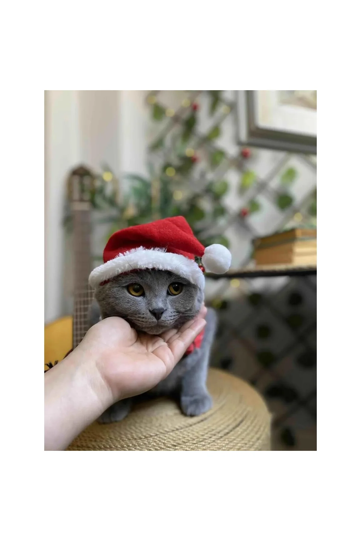 Yeni Yıl Kedi Şapkası Lastikli Yılbaşı Şapkası Yetişkin Kedi (Yetişkin)