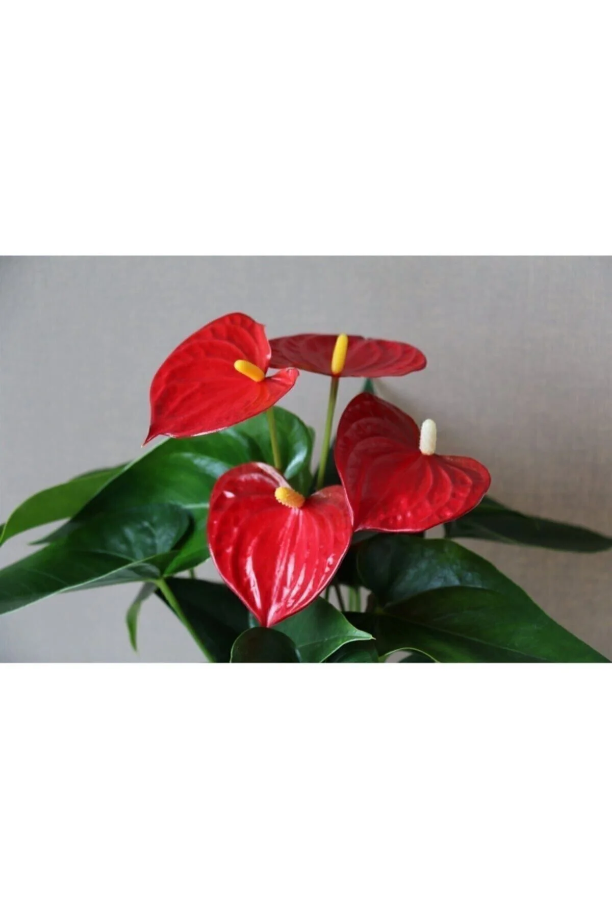 Yerli Anthurium Andraeanum Red - Kırmızı Antoryum Flamingo Çiçeği