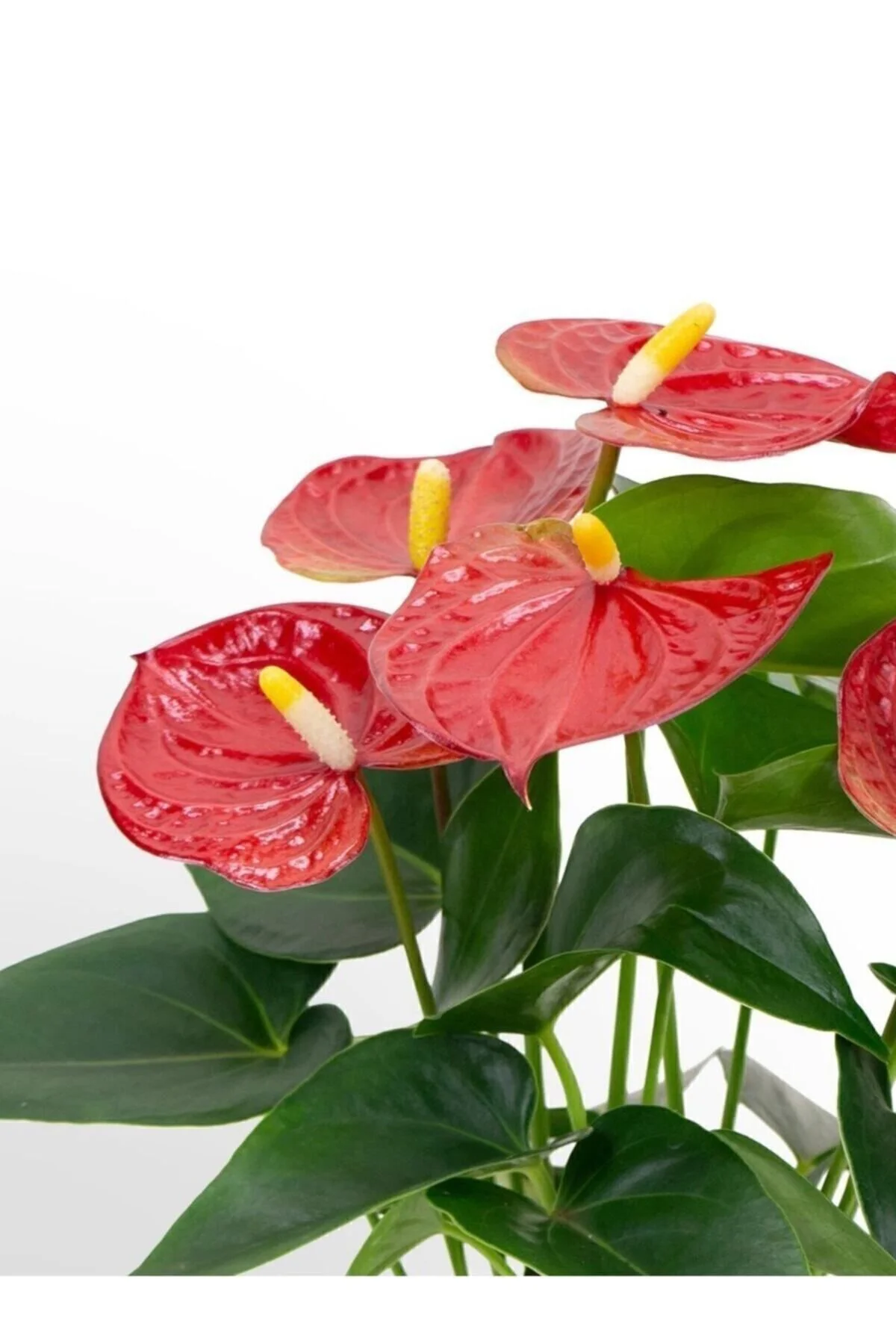 Yerli Anthurium Andraeanum Red - Kırmızı Antoryum Flamingo Çiçeği