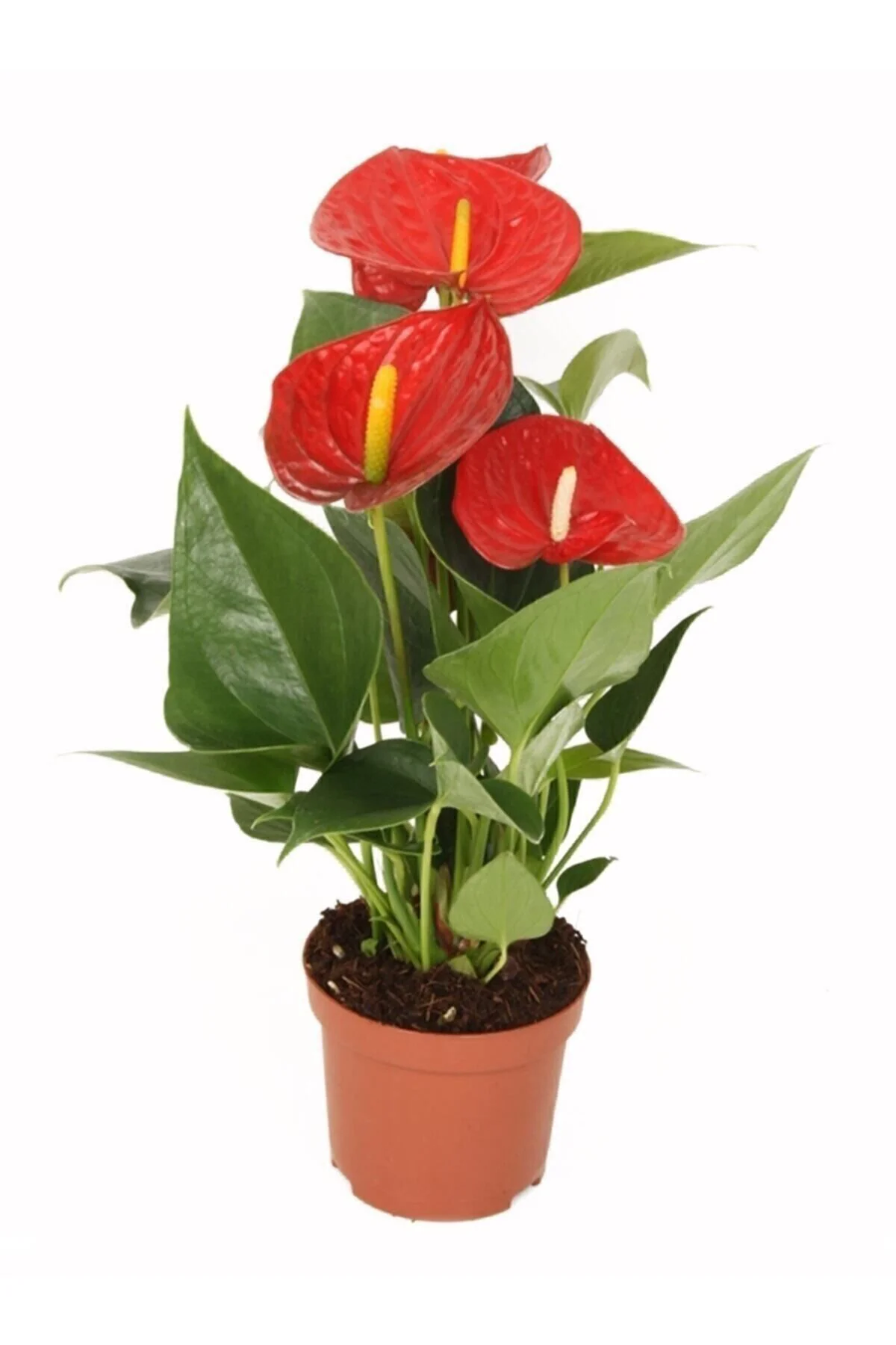 Yerli Anthurium Andraeanum Red - Kırmızı Antoryum Flamingo Çiçeği