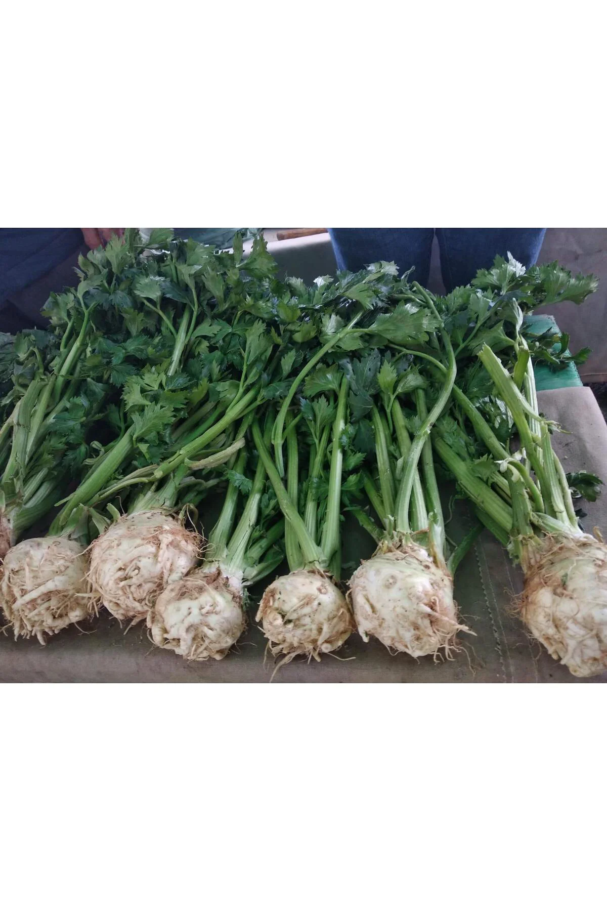Yerli Kereviz Tohumu - açık tohum 20 gr Fiyatı, Yorumları ve Özellikleri