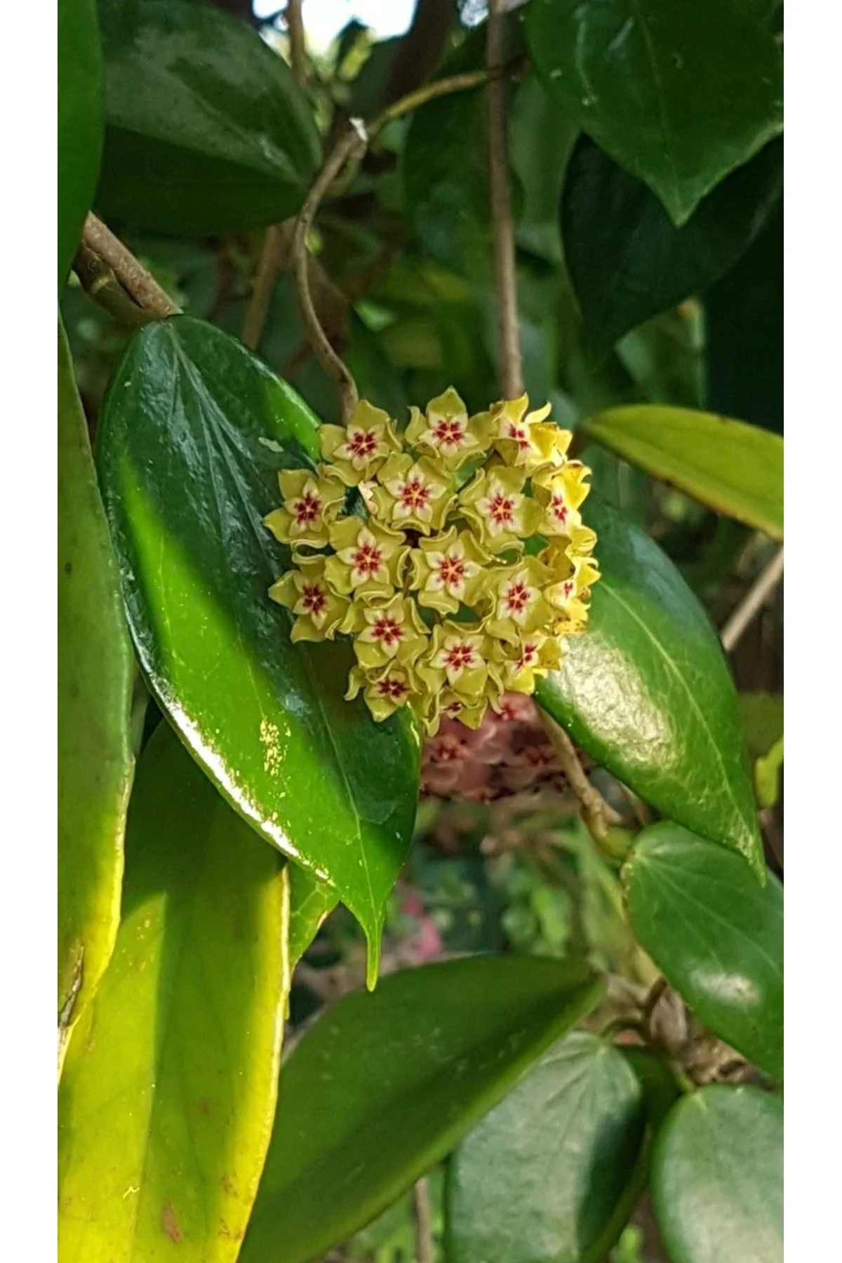 Yeşil Çiçekli Mum Çiçeği Fidanları Yeşil Çiçekli Mum Çiçeği Fidanları