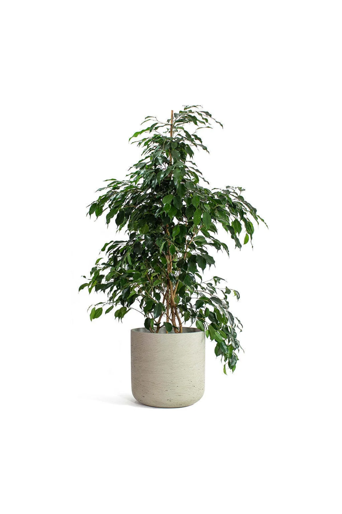 Yeşil Ficus - Ficus Benjamin Daniella - 100 Cm Yeşil Ficus - Ficus Benjamin Daniella - 100 Cm - Görsel 3