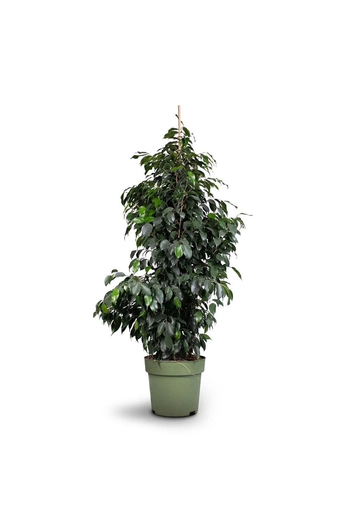 Yeşil Ficus - Ficus Benjamin Daniella - 100 Cm Yeşil Ficus - Ficus Benjamin Daniella - 100 Cm - Görsel 2