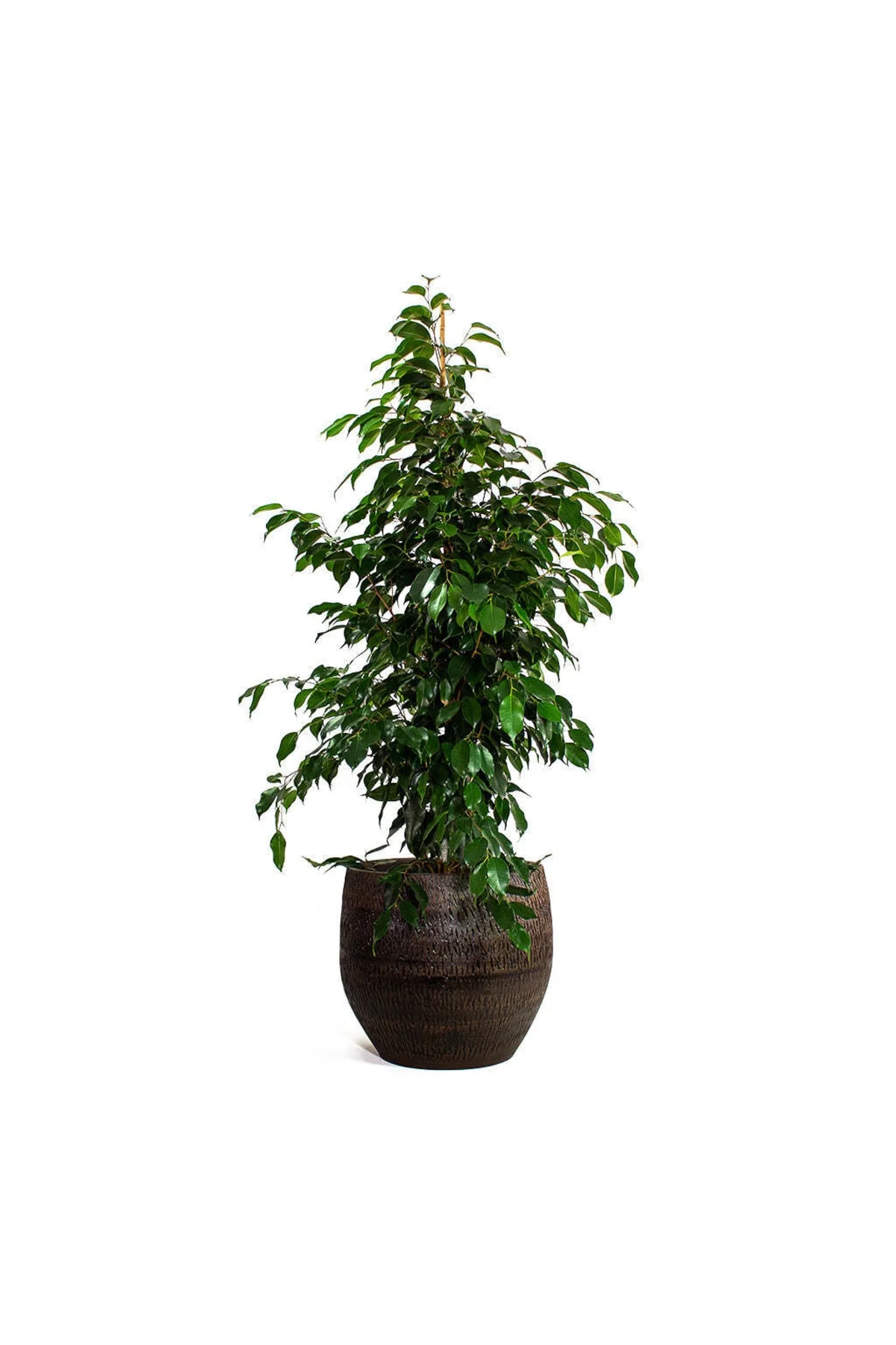 Yeşil Ficus - Ficus Benjamin Daniella - 100 Cm Yeşil Ficus - Ficus Benjamin Daniella - 100 Cm