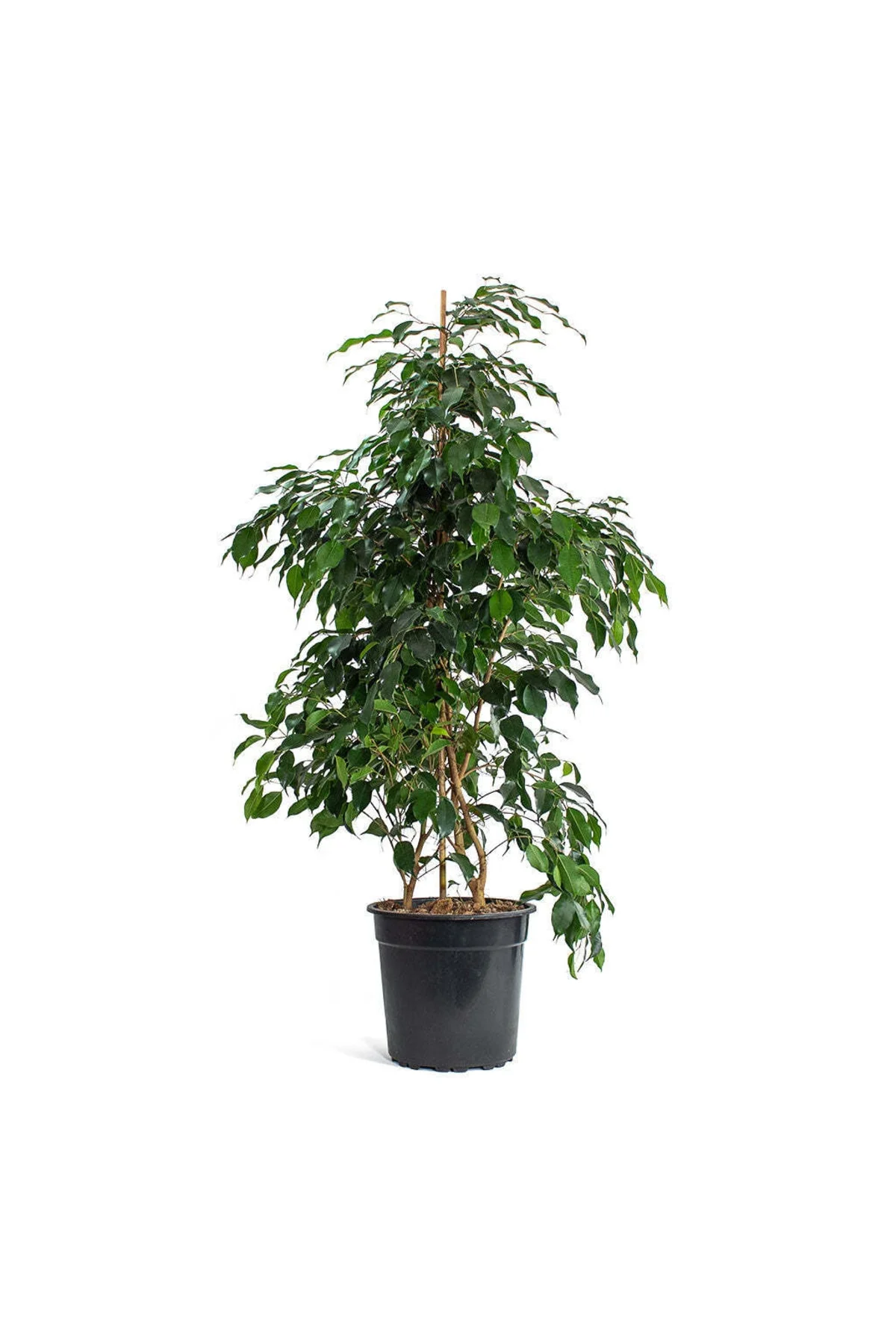Yeşil Ficus - Ficus Benjamin Daniella - 100 Cm Yeşil Ficus - Ficus Benjamin Daniella - 100 Cm - Görsel 4