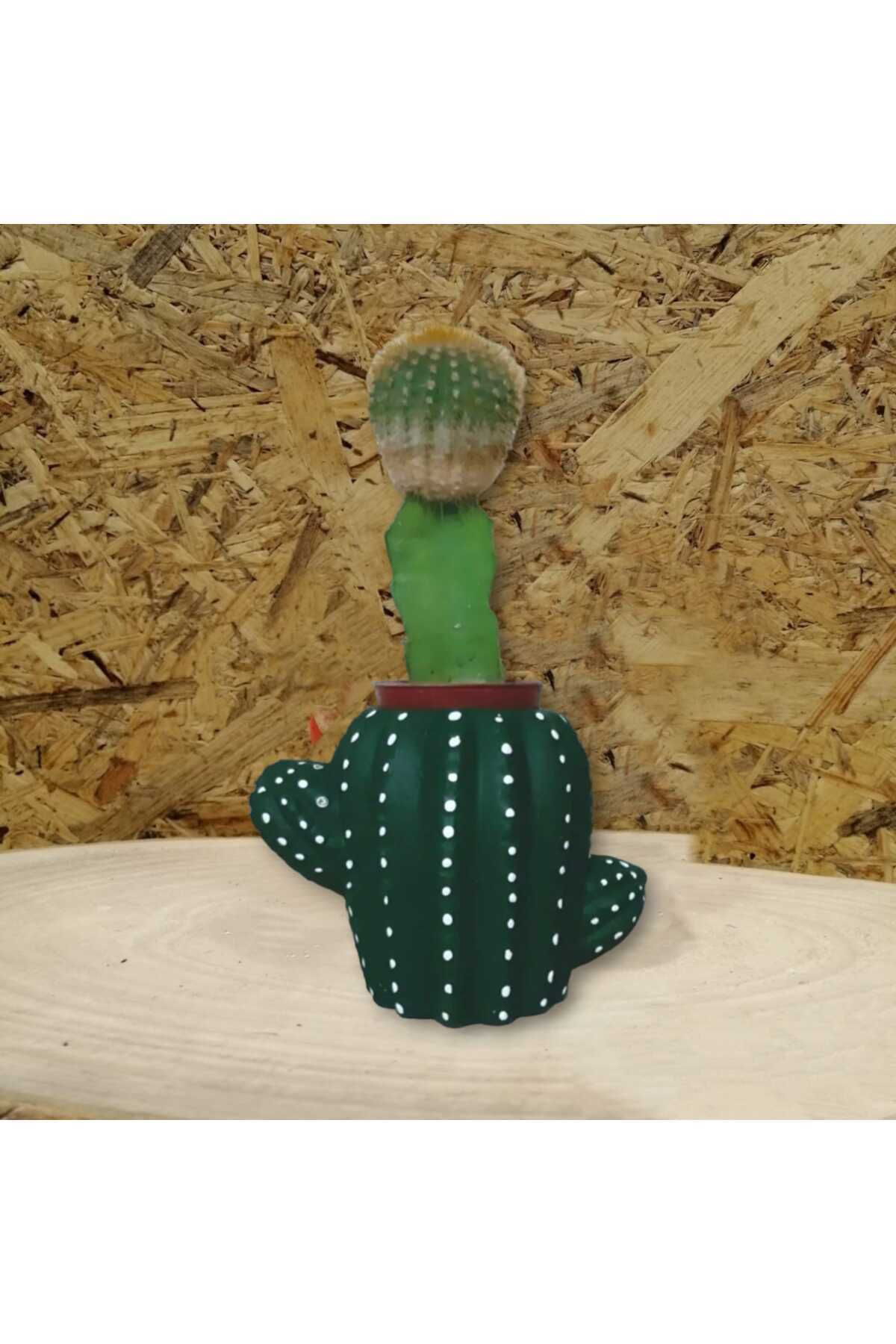 Dodemert Home Yeşil Kaktüs Beton Saksı & Mumluk Dekoratif