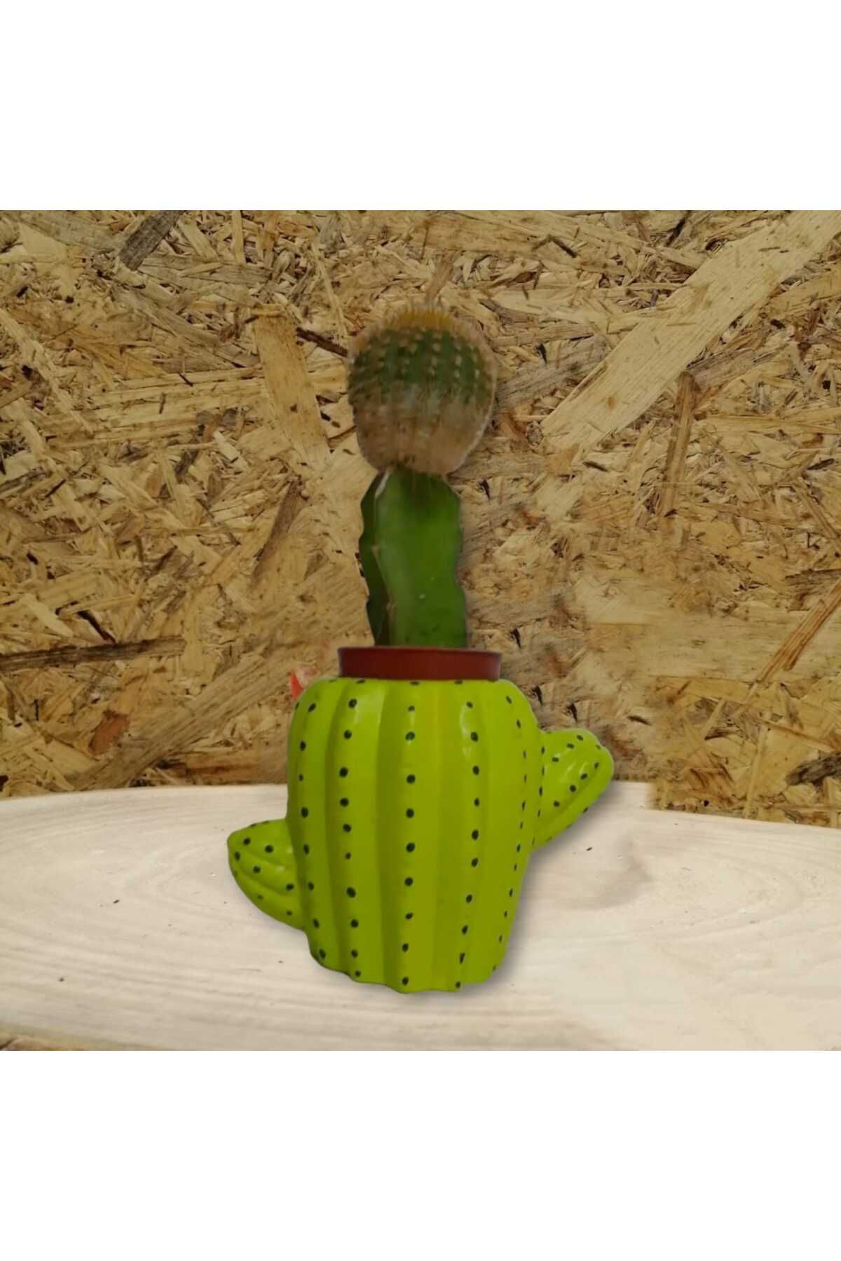 Dodemert Home Yeşil Kaktüs Beton Saksı & Mumluk Dekoratif