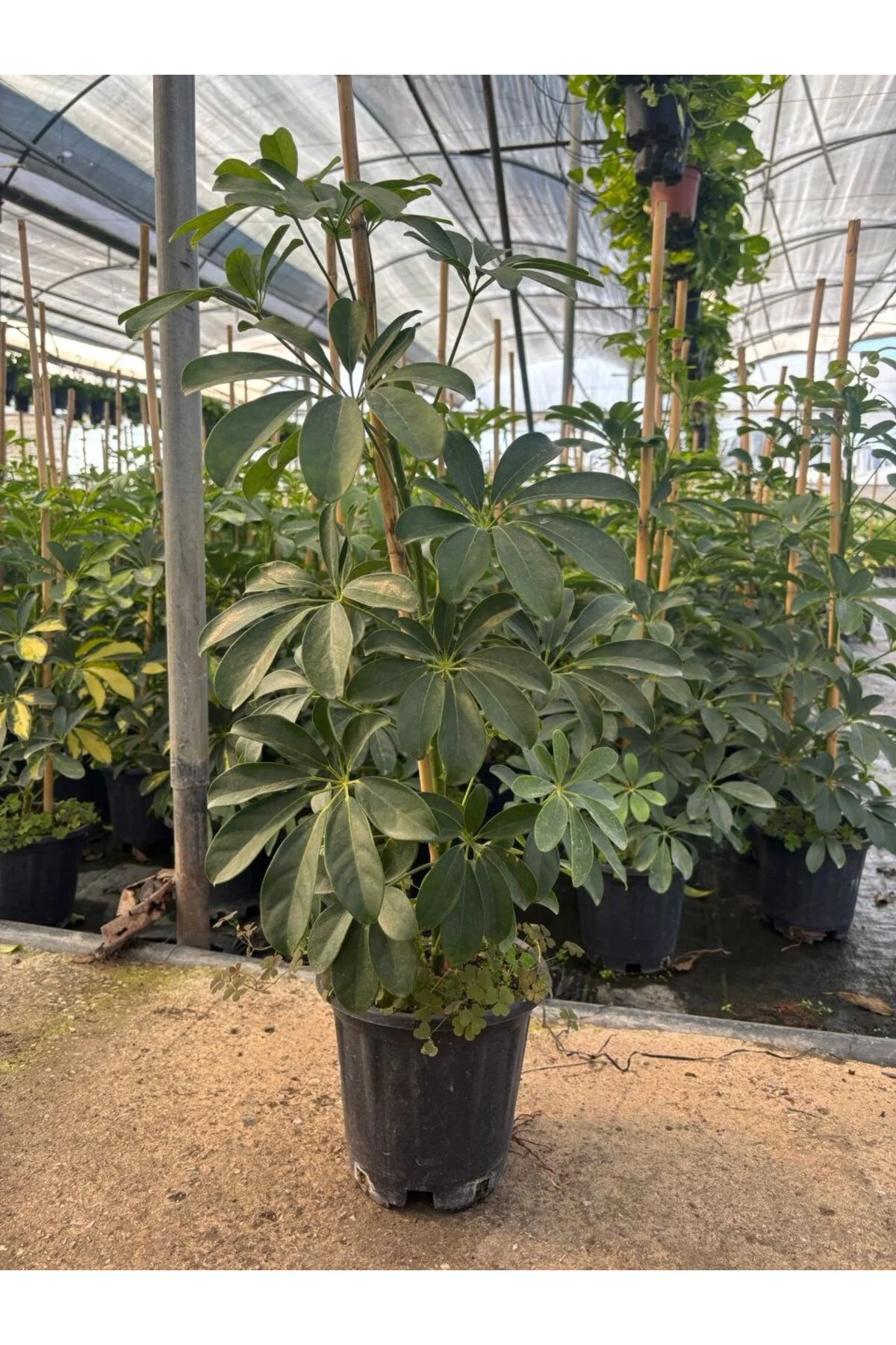 Yeşil Şeflera Zümrüt Schefflera Arboricola