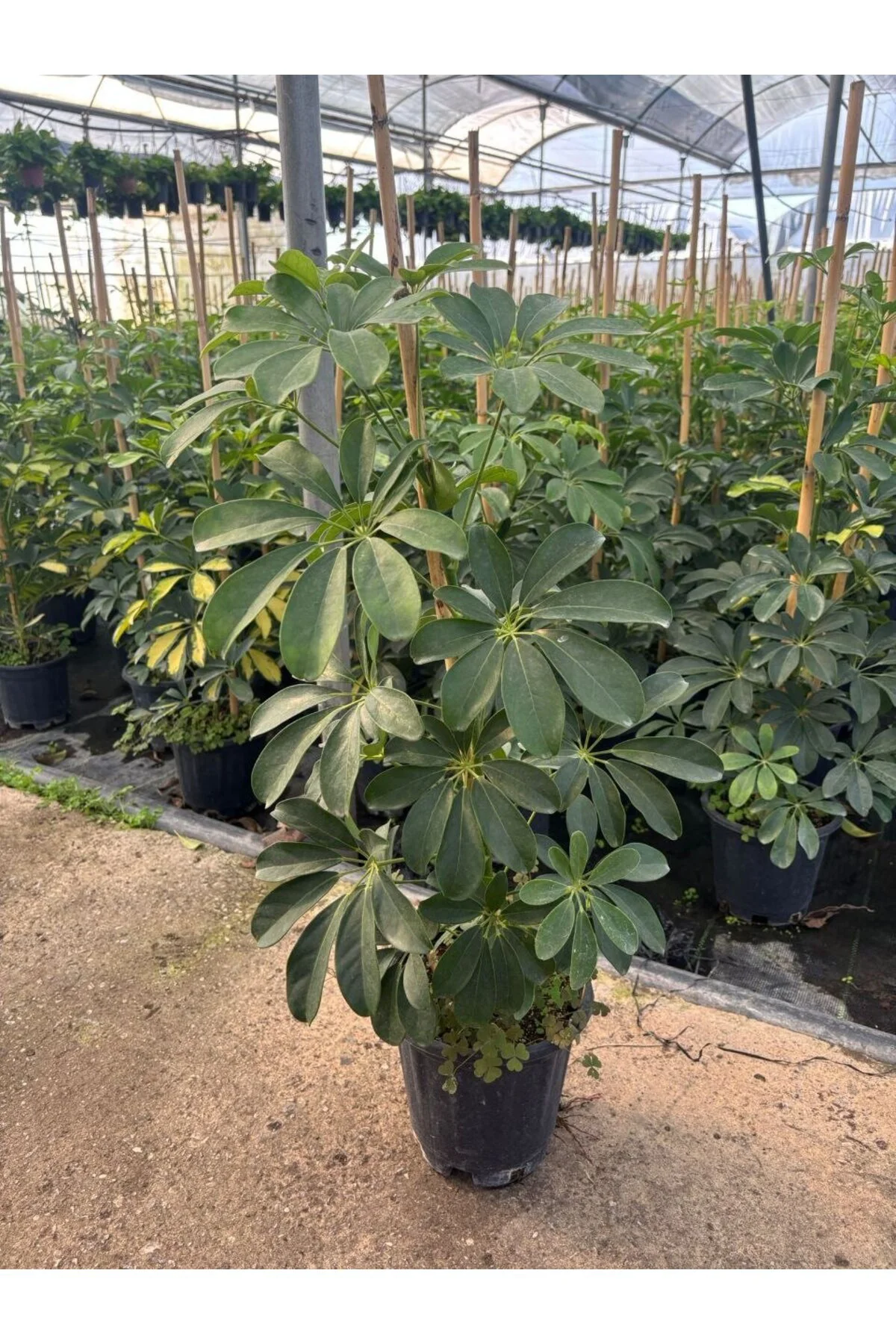 Yeşil Şeflera Zümrüt Schefflera Arboricola Yeşil Şeflera Zümrüt Schefflera Arboricola - Görsel 3
