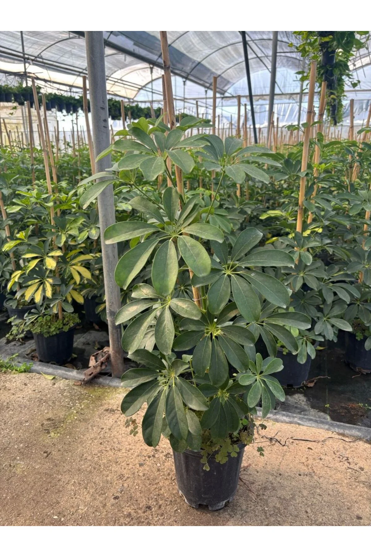 Yeşil Şeflera Zümrüt Schefflera Arboricola