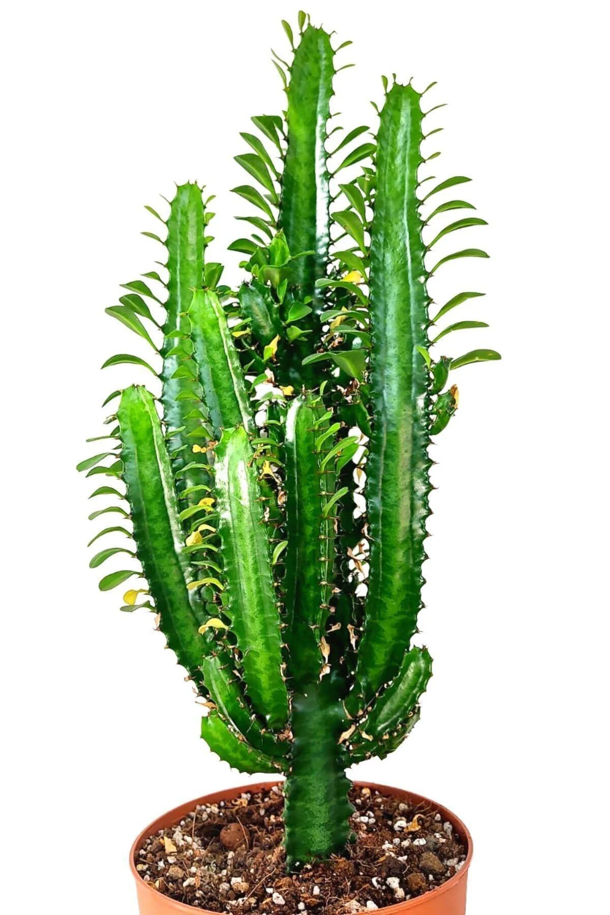 Yeşil Süt Ağacı Kaktüs - Euphorbia Trigona Yeşil Süt Ağacı Kaktüs - Euphorbia Trigona