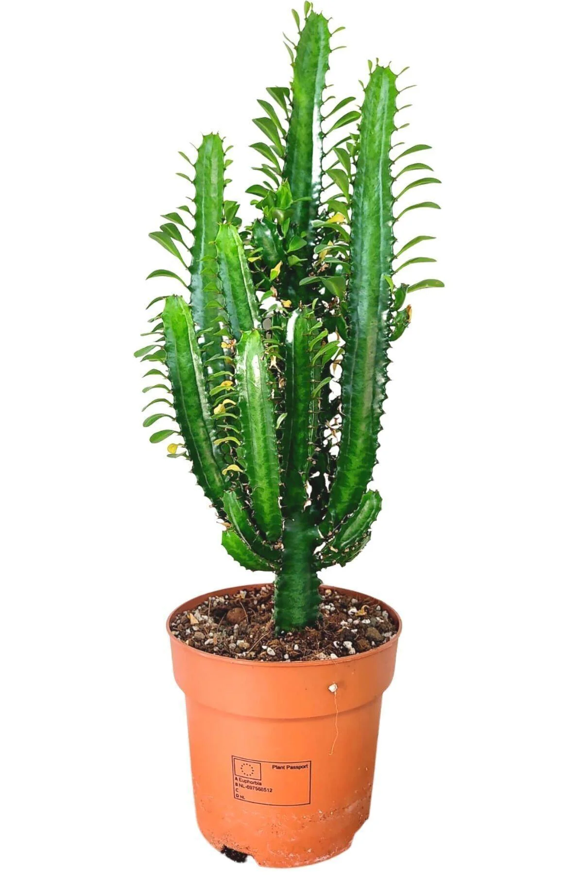 Yeşil Süt Ağacı Kaktüs - Euphorbia Trigona Yeşil Süt Ağacı Kaktüs - Euphorbia Trigona