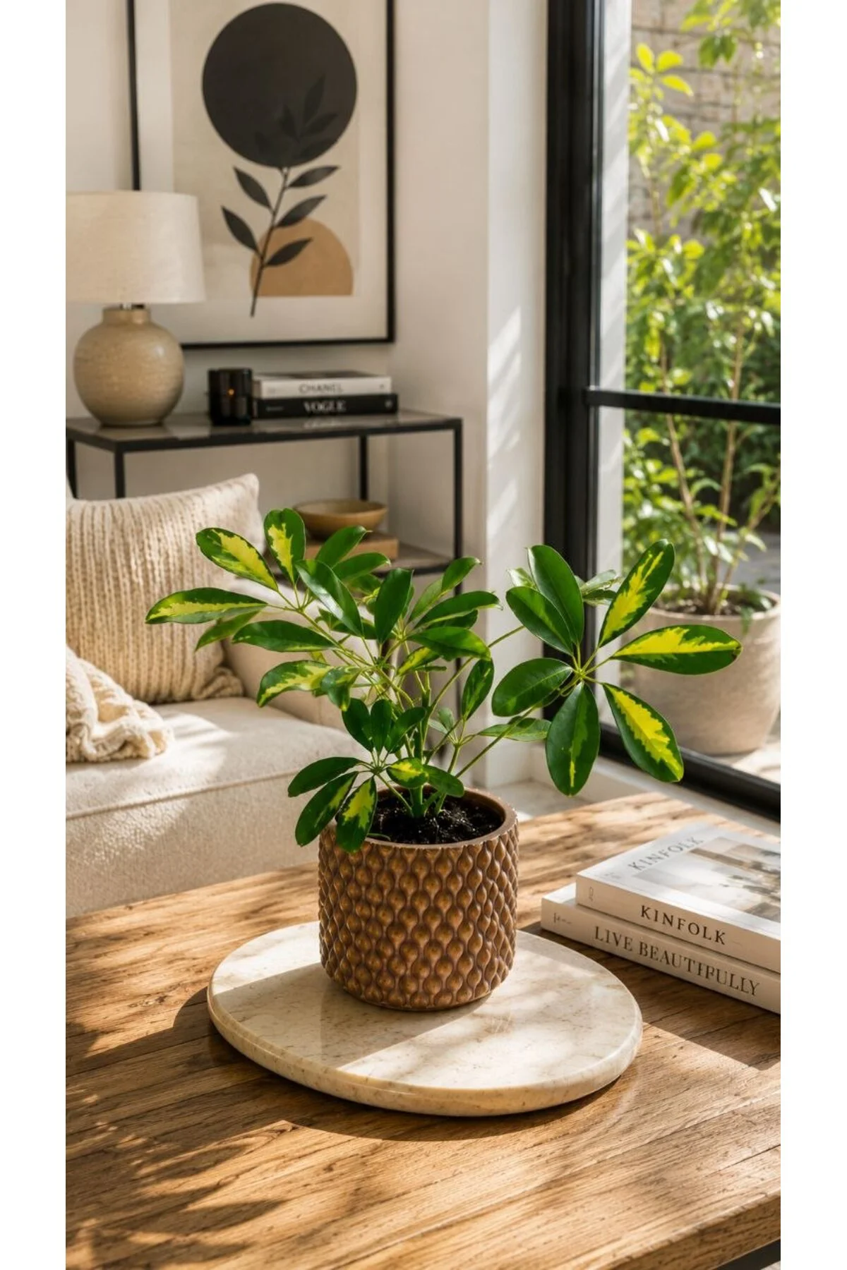 Yeşil Zerafet Şeflera Variegata Yeşil Zerafet Şeflera Variegata
