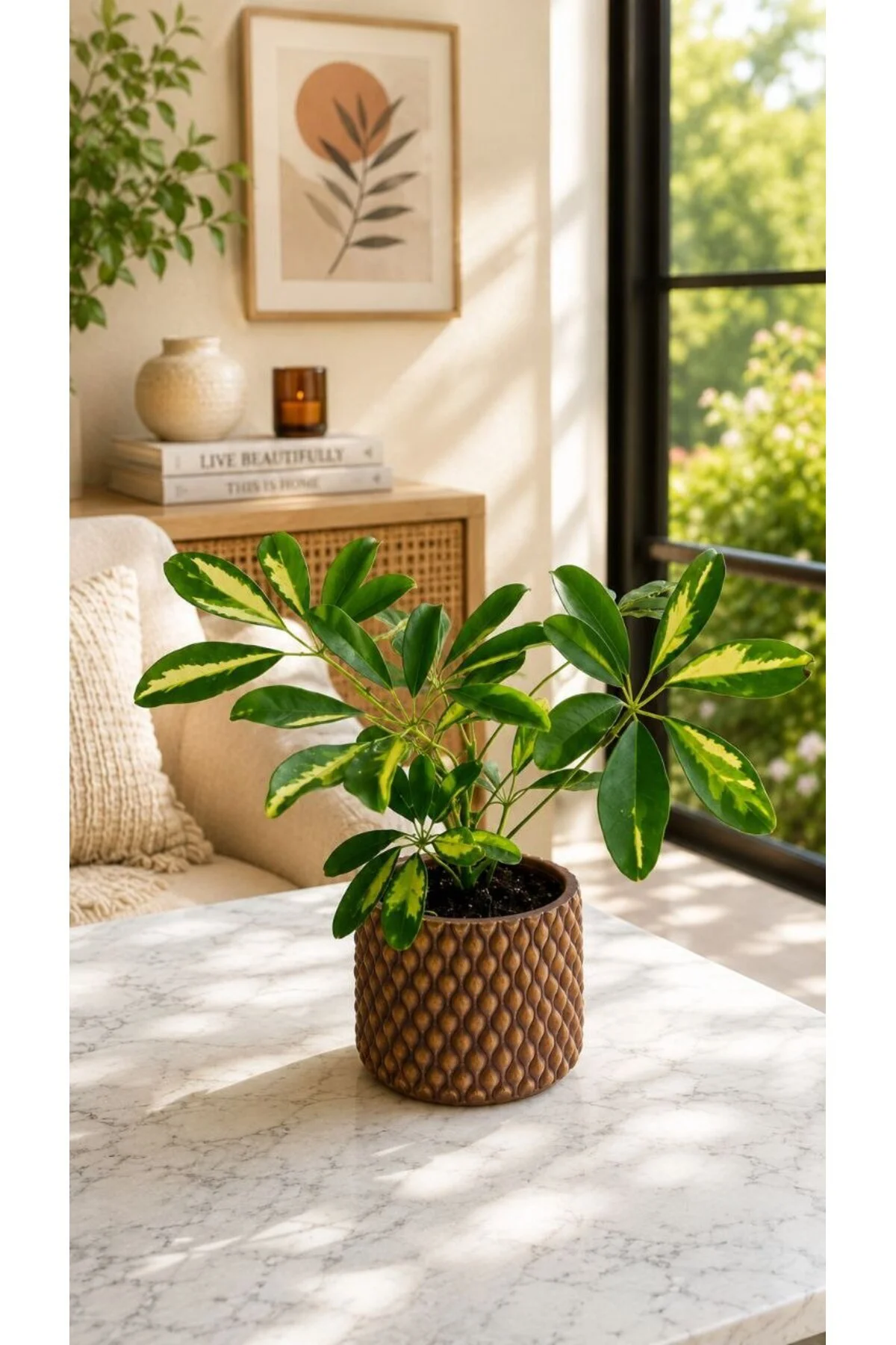Yeşil Zerafet Şeflera Variegata Yeşil Zerafet Şeflera Variegata