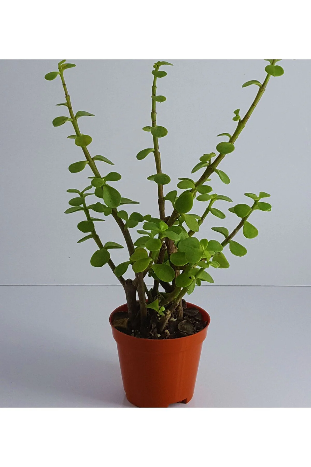 Yeşim (para) Çiçeği (20-40 Cm) Yeşim (para) Çiçeği (20-40 Cm) - Görsel 2