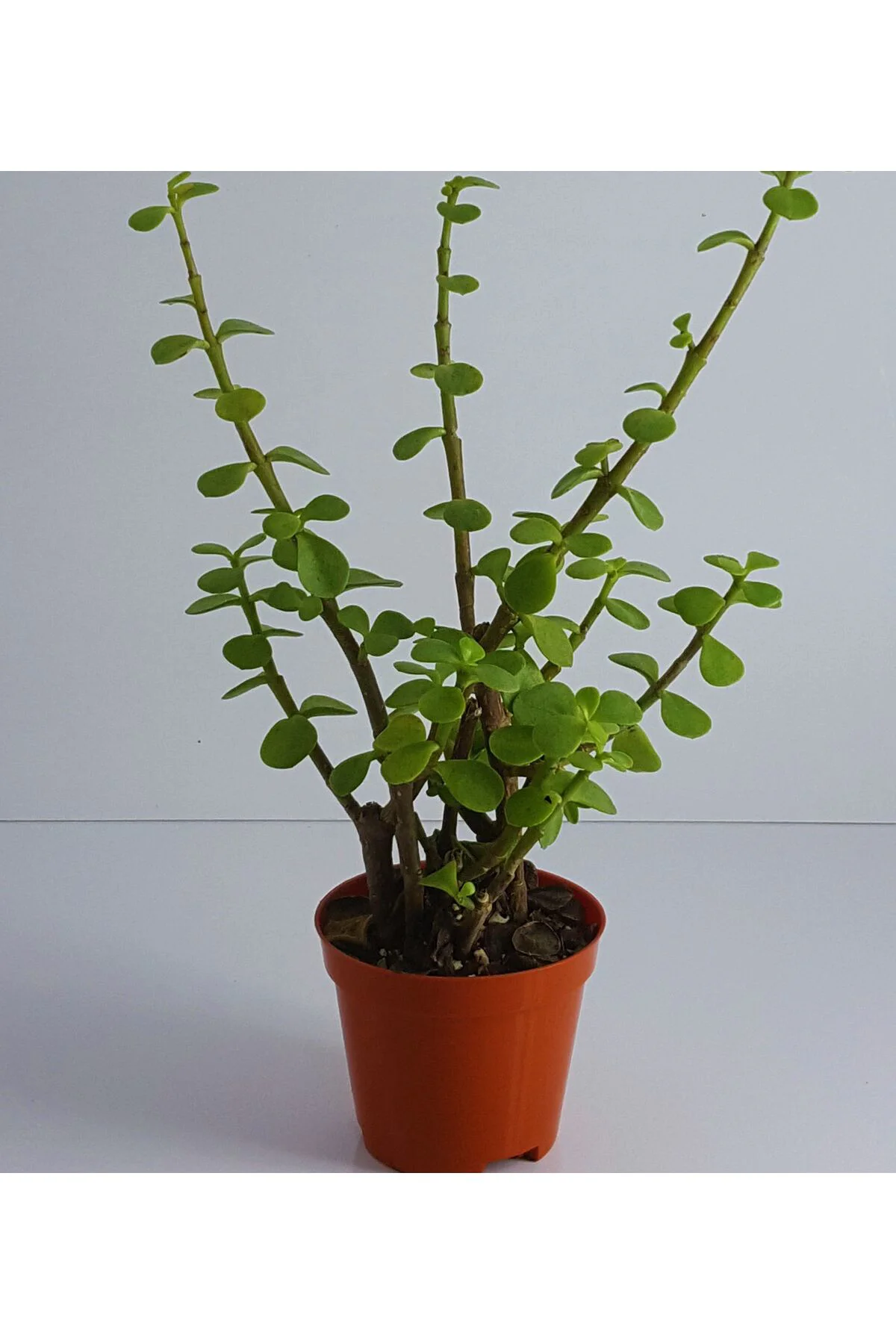 Yeşim (para) Çiçeği (20-40 Cm)