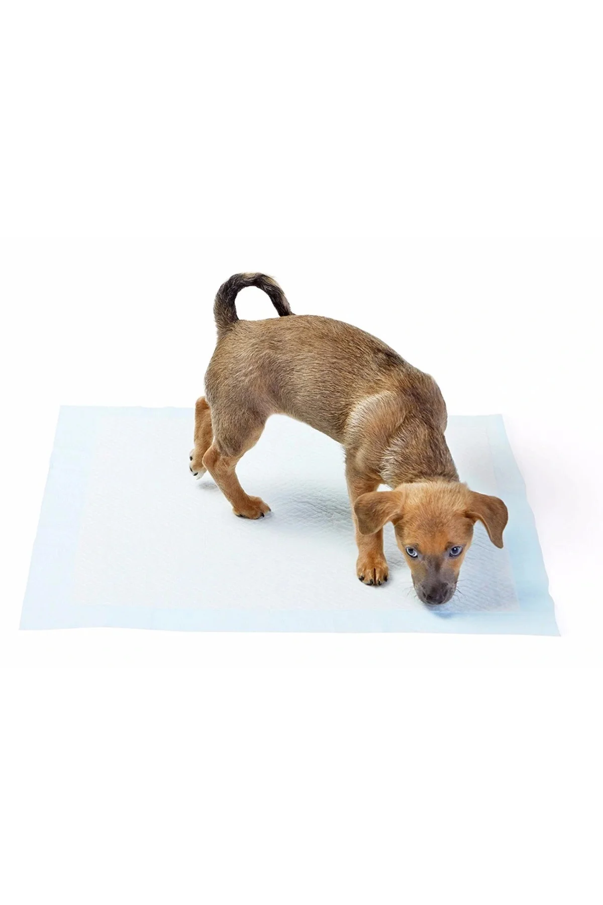 Yıkanabilir Köpek Çiş Pedi - 100 X 100 Cm 5Li Paket Yıkanabilir Köpek Çiş Pedi - 100 X 100 Cm 5Li Paket - Görsel 4