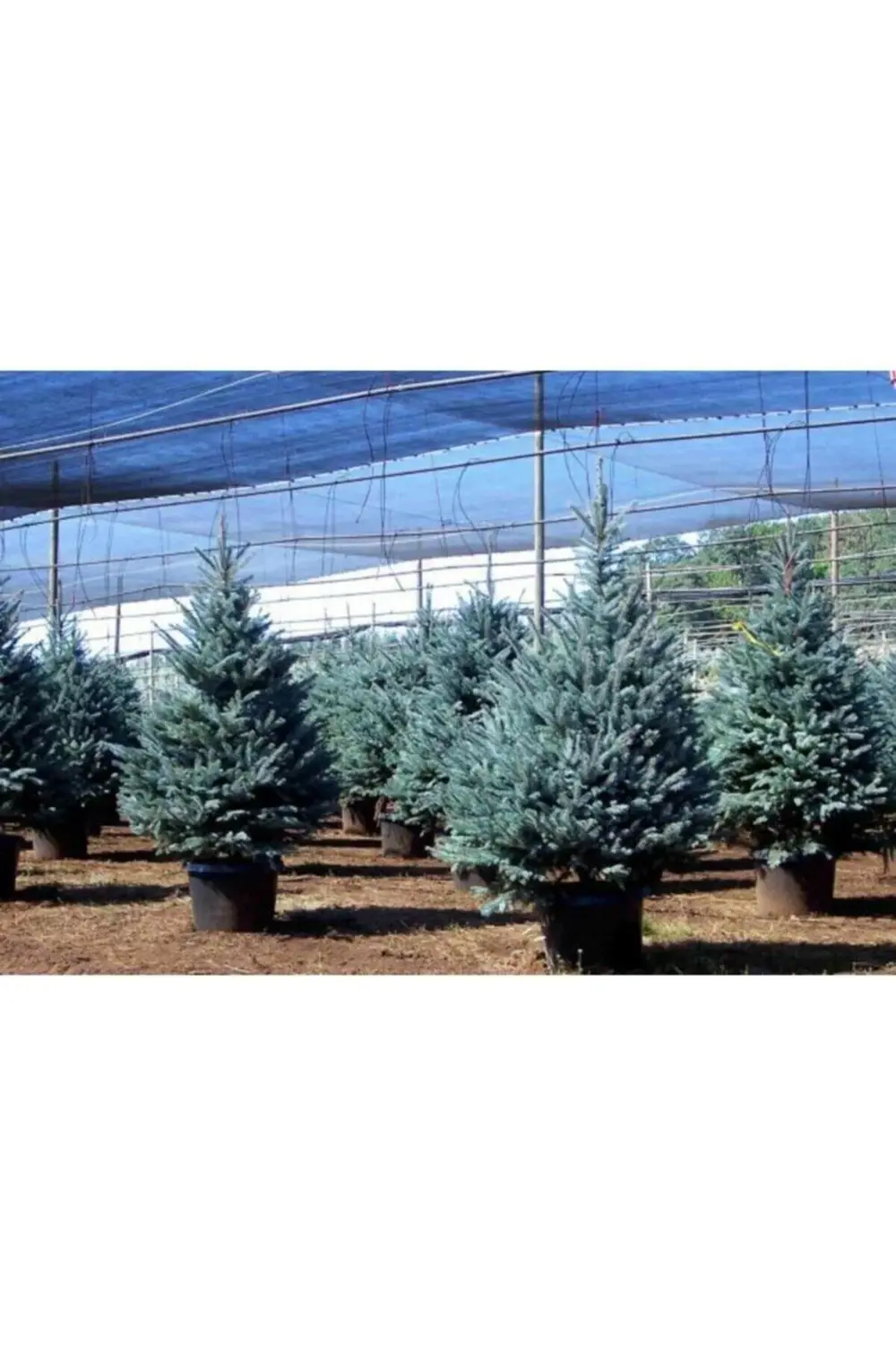 Yılbaşı Çamı Fidanı Mavi Ladin Saksılı 150 Cm-200cm