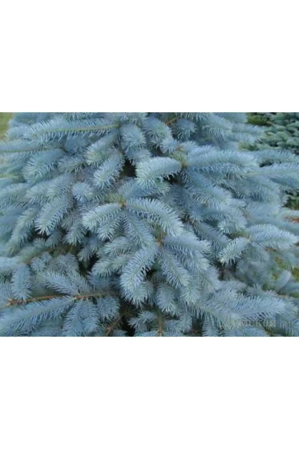 Yılbaşı Çamı Fidanı Mavi Ladin Saksılı 150 Cm-200cm
